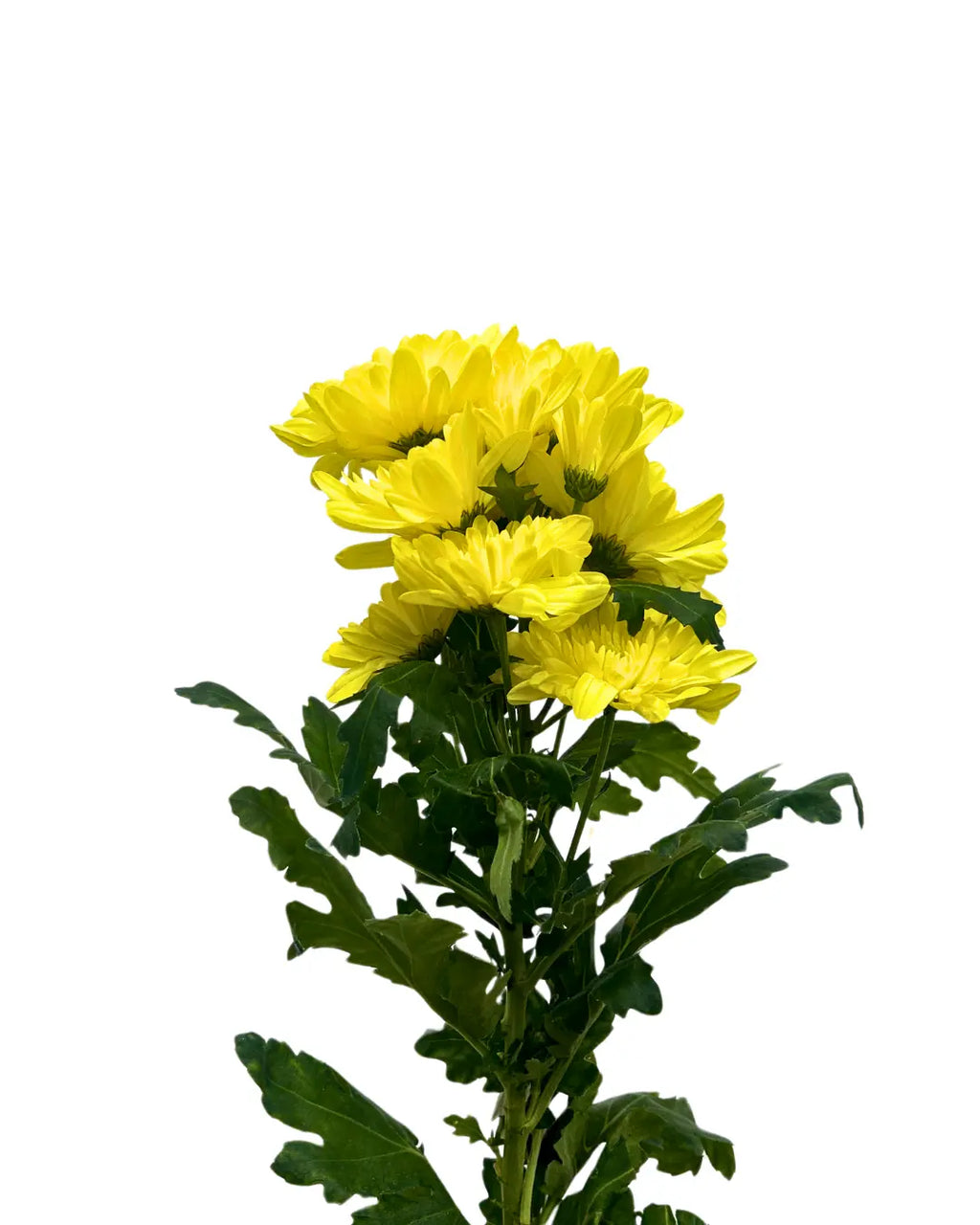 chrysanthemum pom pom yellow