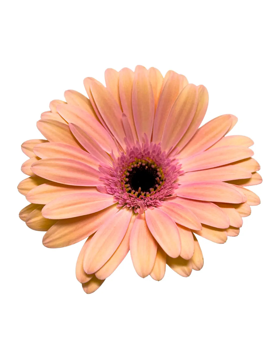 gerbera peach