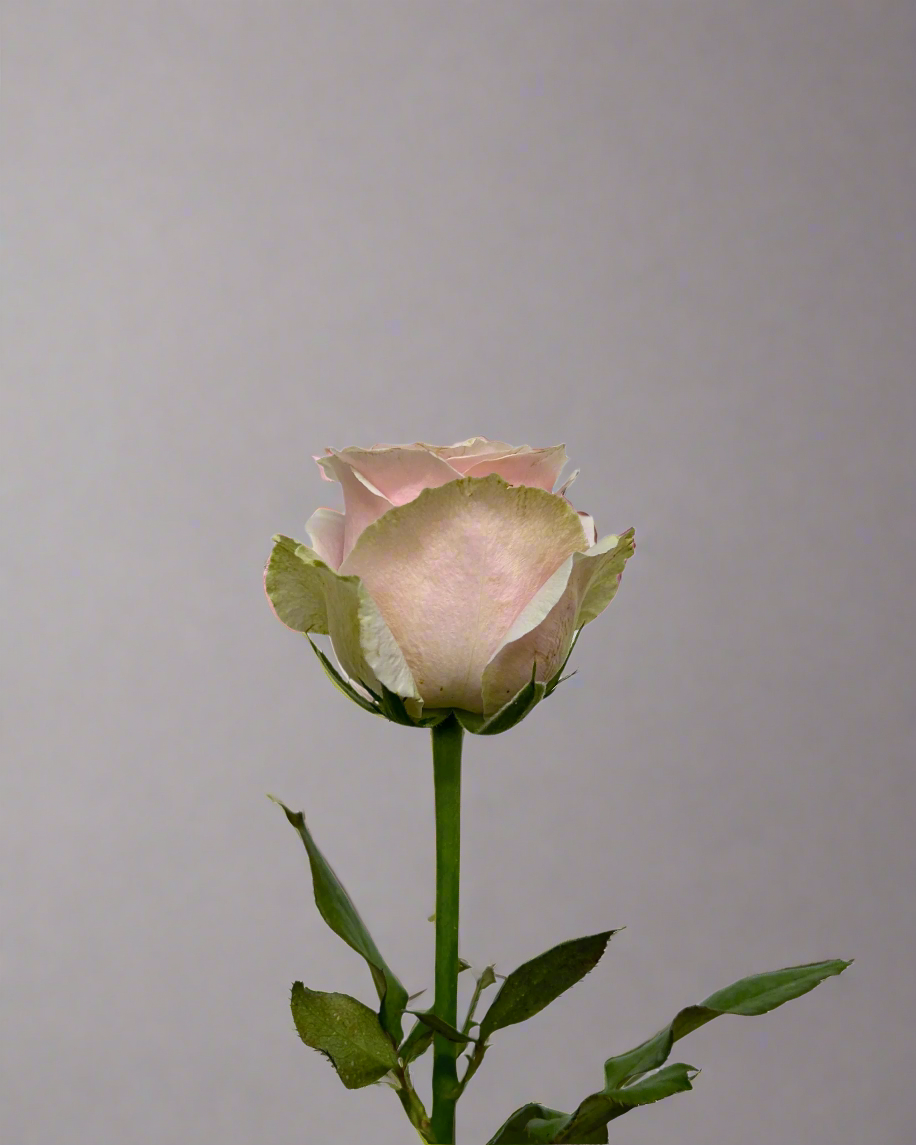 Rose Pink Avalanche for Florists Malaysia – Wholesale Flower Supply
