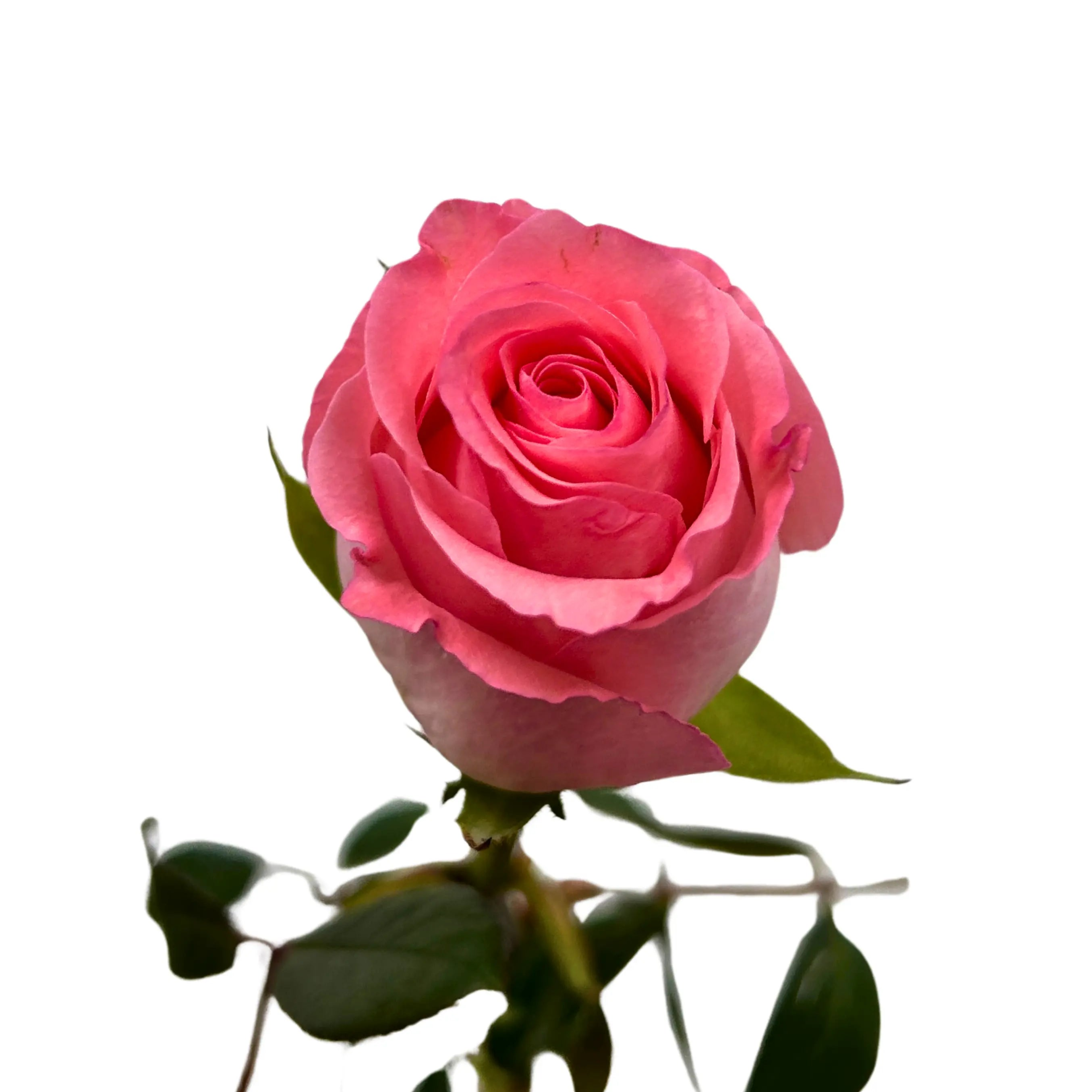 Rose Diana PInk 10 Stems