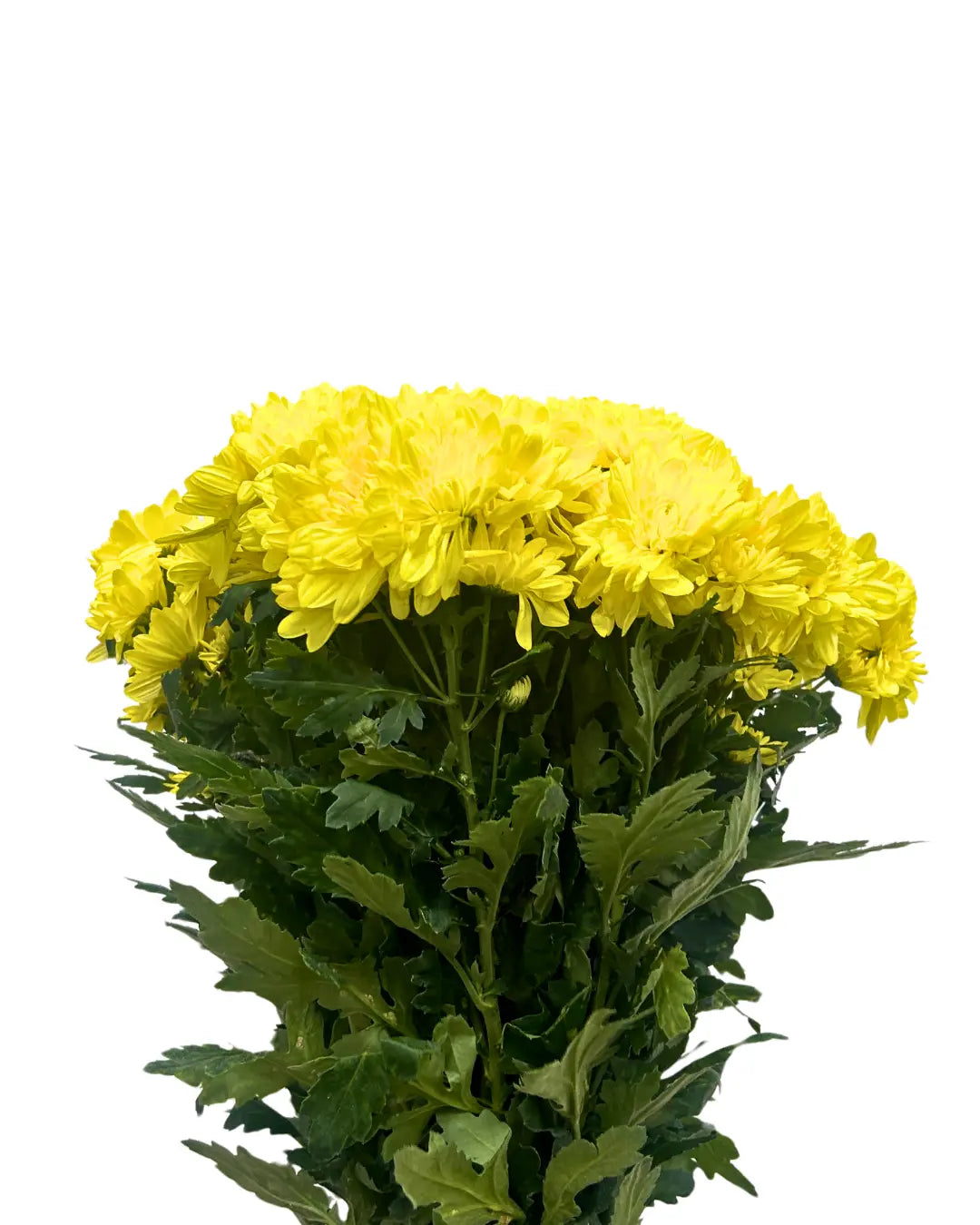 chrysanthemum pom pom yellow