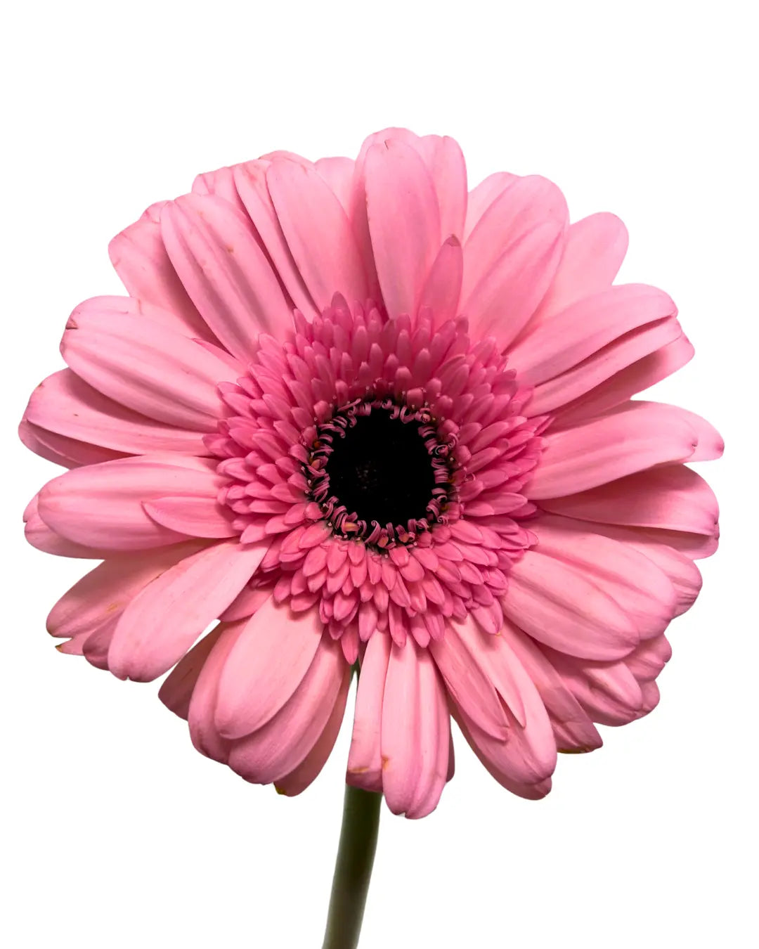 gerbera soft pink
