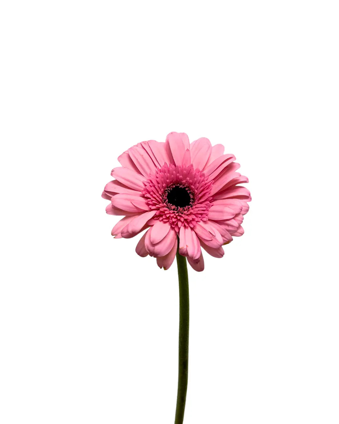 gerbera soft pink