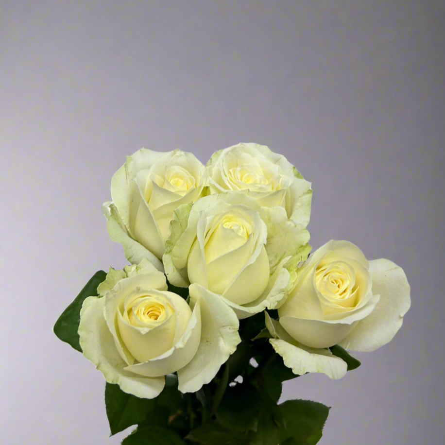 Buy Rose White Online Malaysia – Fresh Cut Flowers