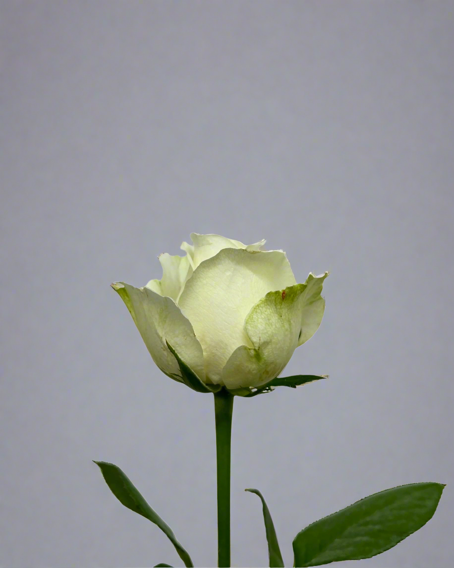 Rose White for Florists Malaysia – Wholesale Flower Supply