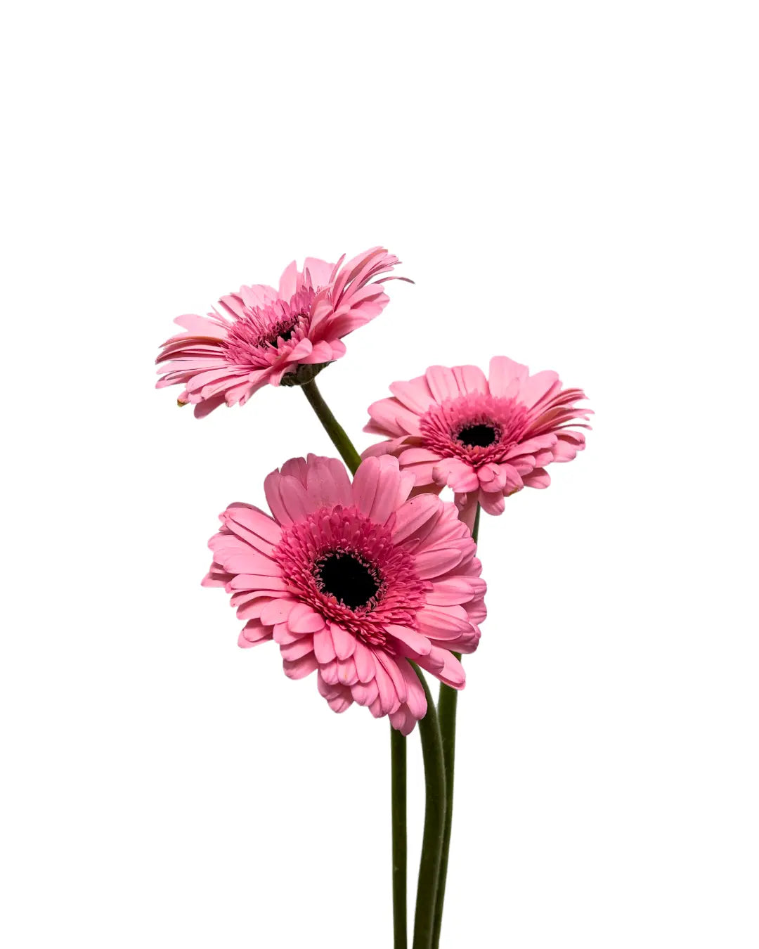 gerbera soft pink