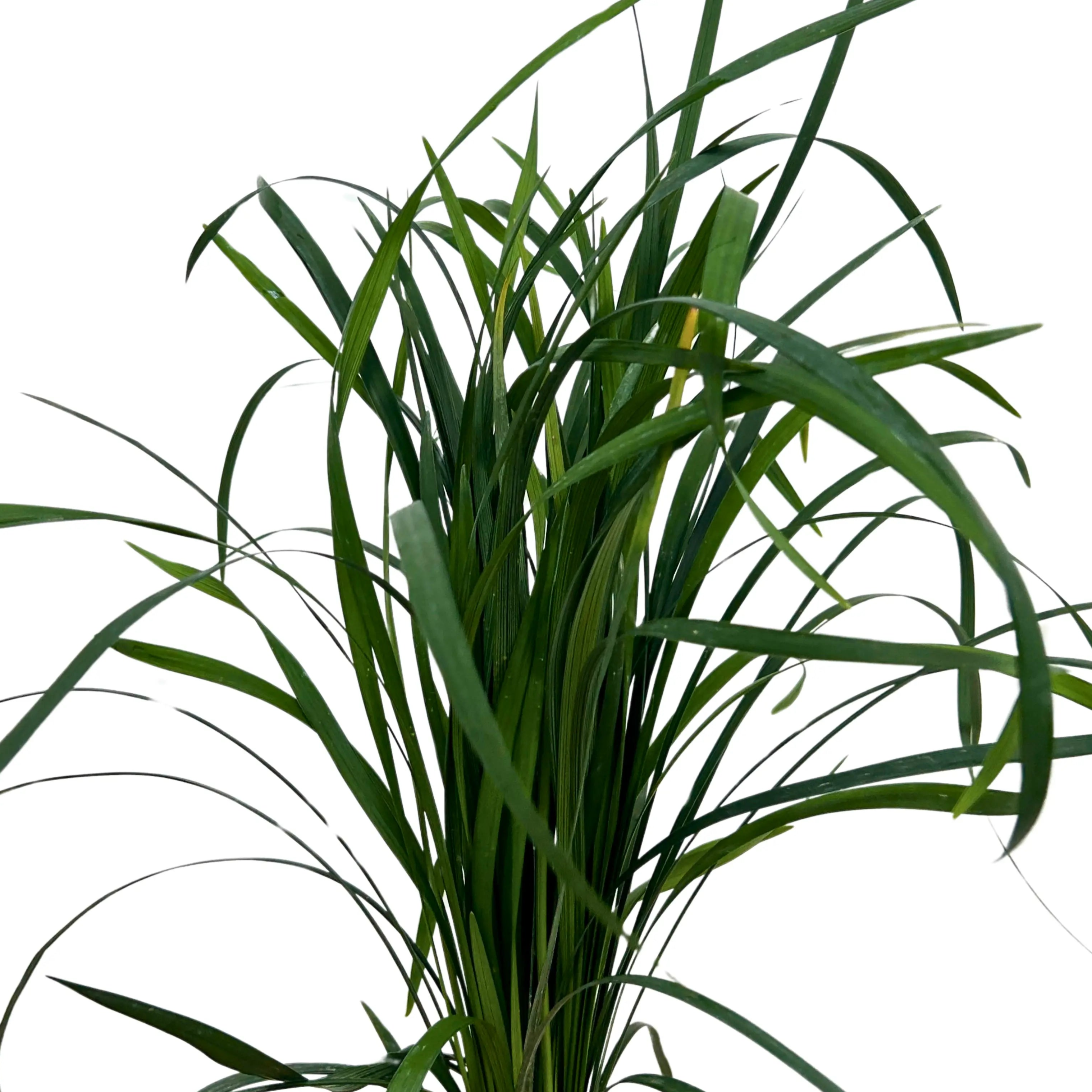 Bear Grass Green Bunch