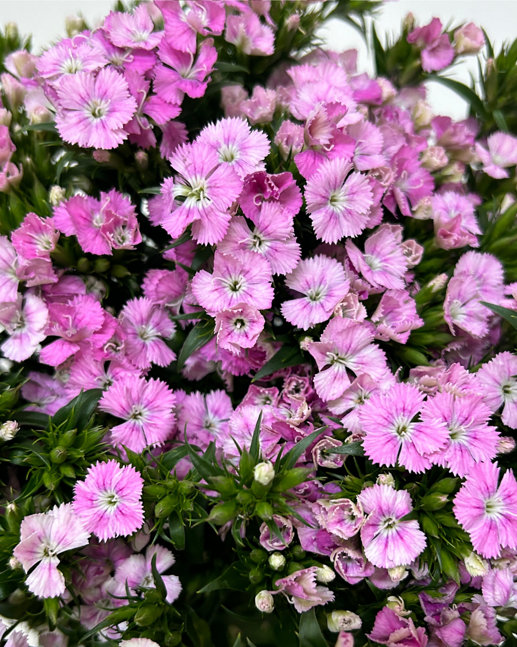 Barbatus Pink for Florists Malaysia – Wholesale Flower Supply