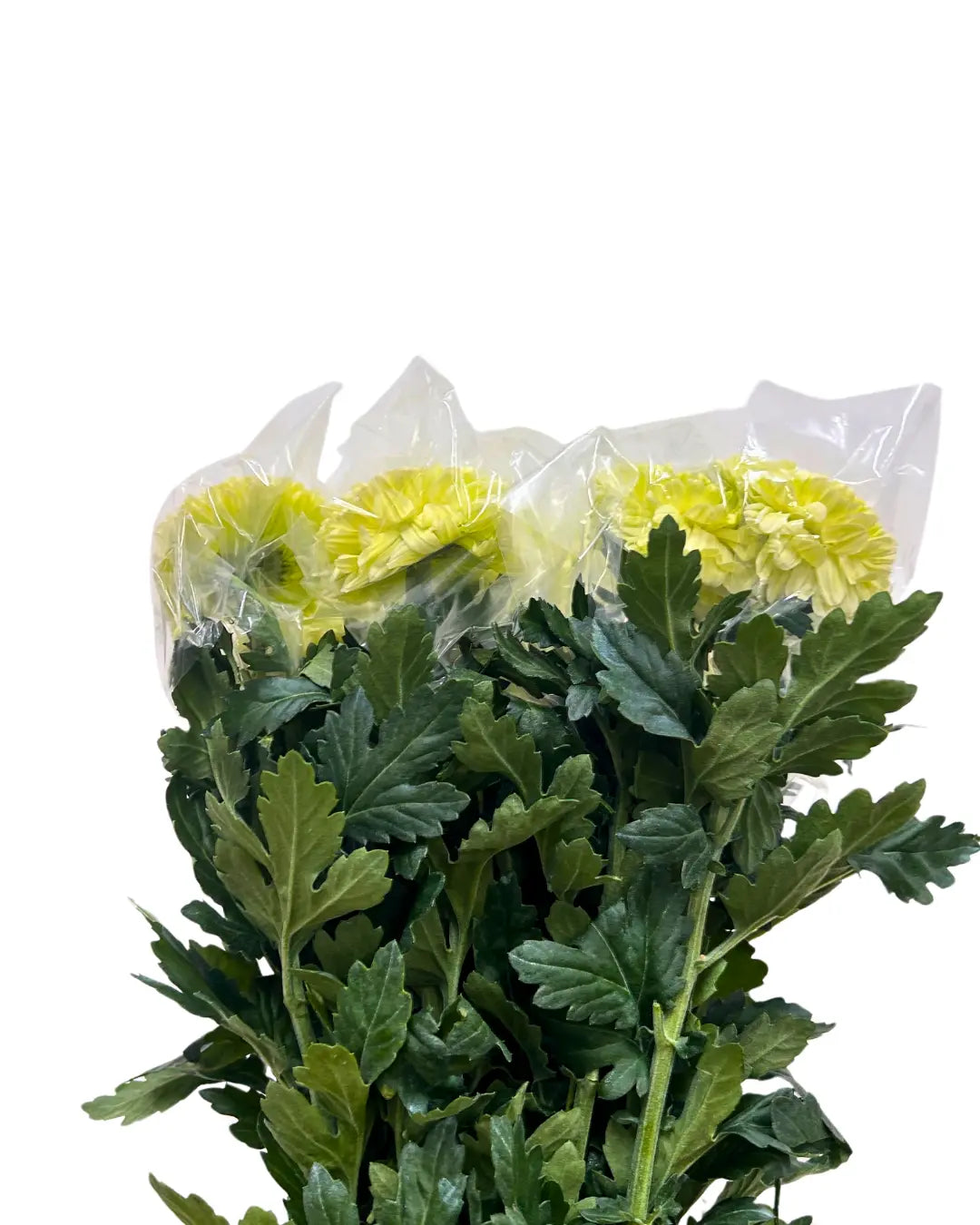 chrysanthemum ping pong lime green