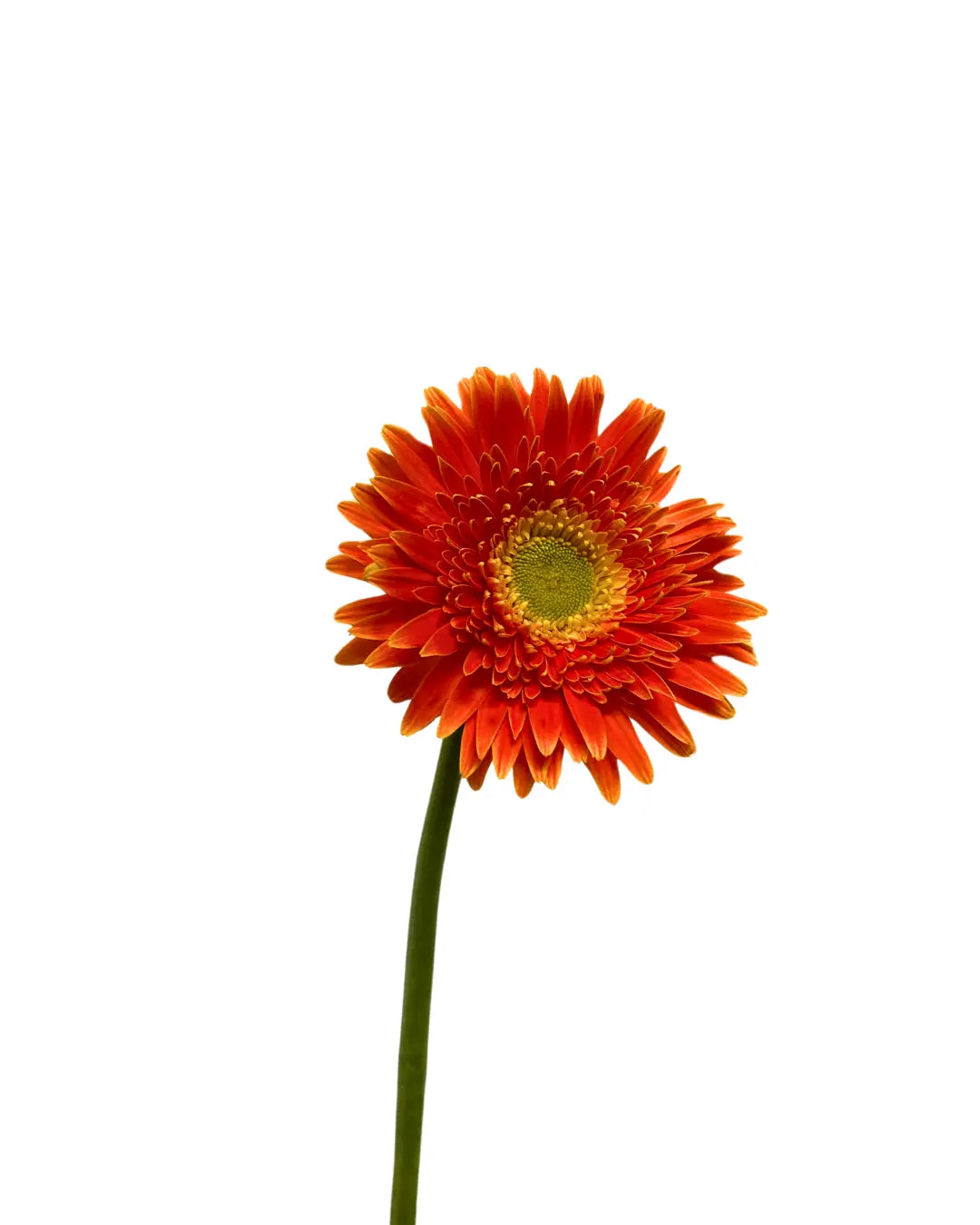 Gerbera Bright Orange 10 stems