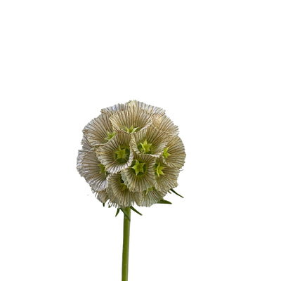 Scabiosa Pod - Century Flower