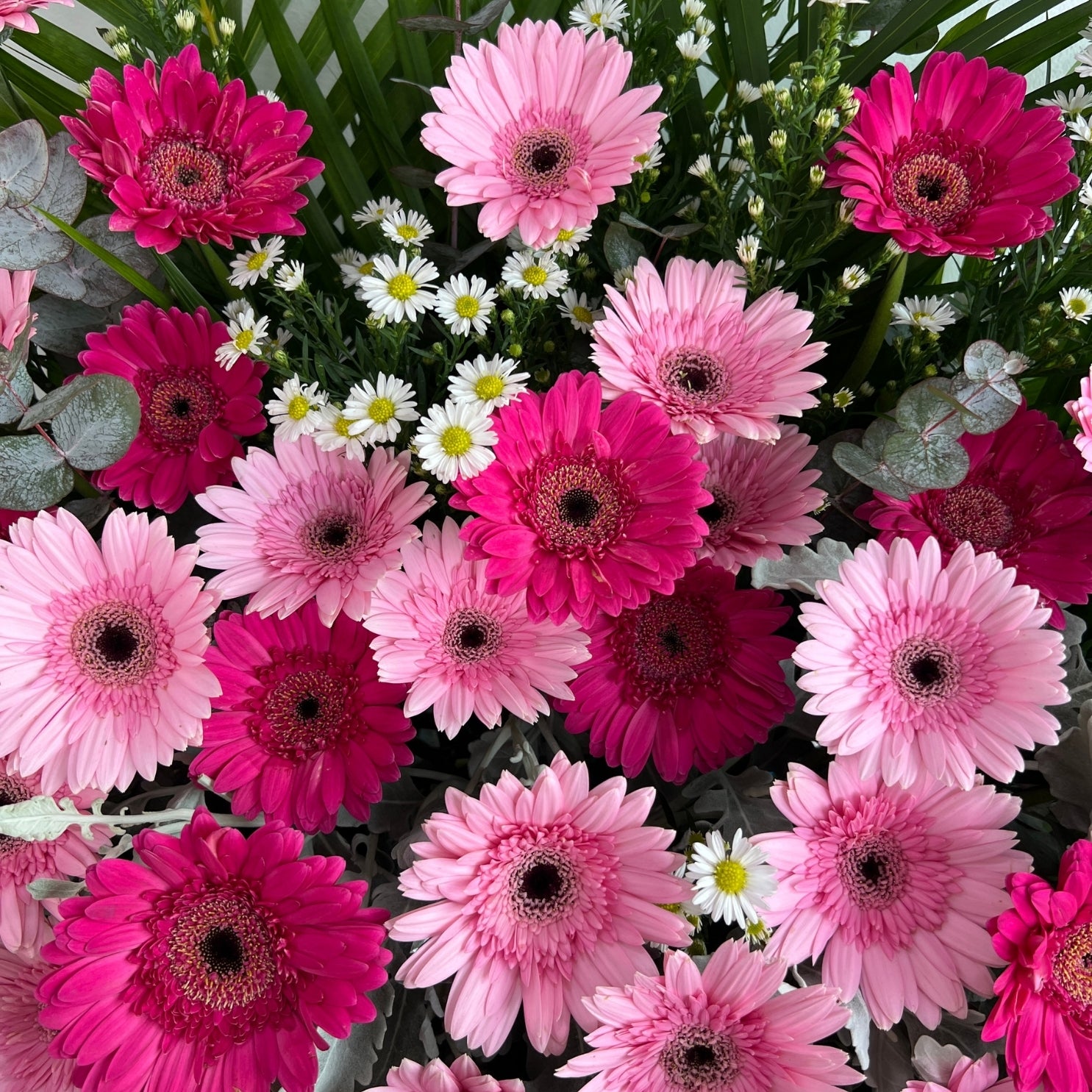 The Blush Ambition Opening Stand