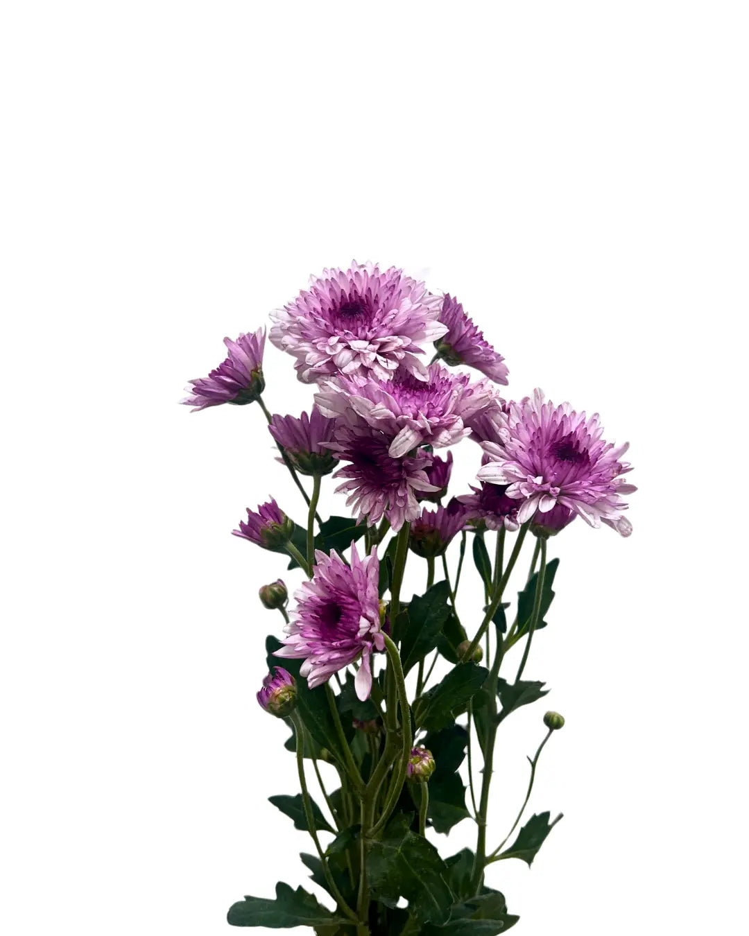 chrysanthemum pom pom pink