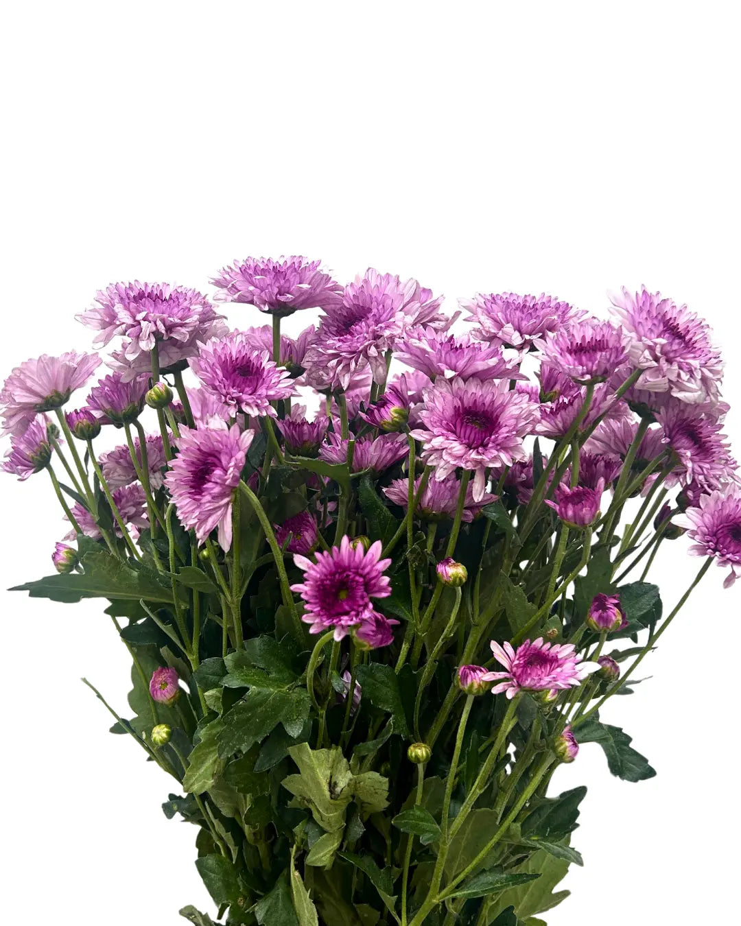 chrysanthemum pom pom pink