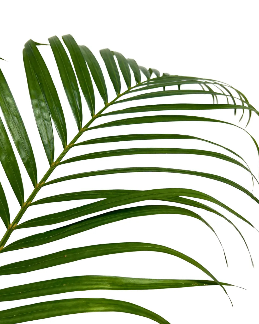 palm leaf