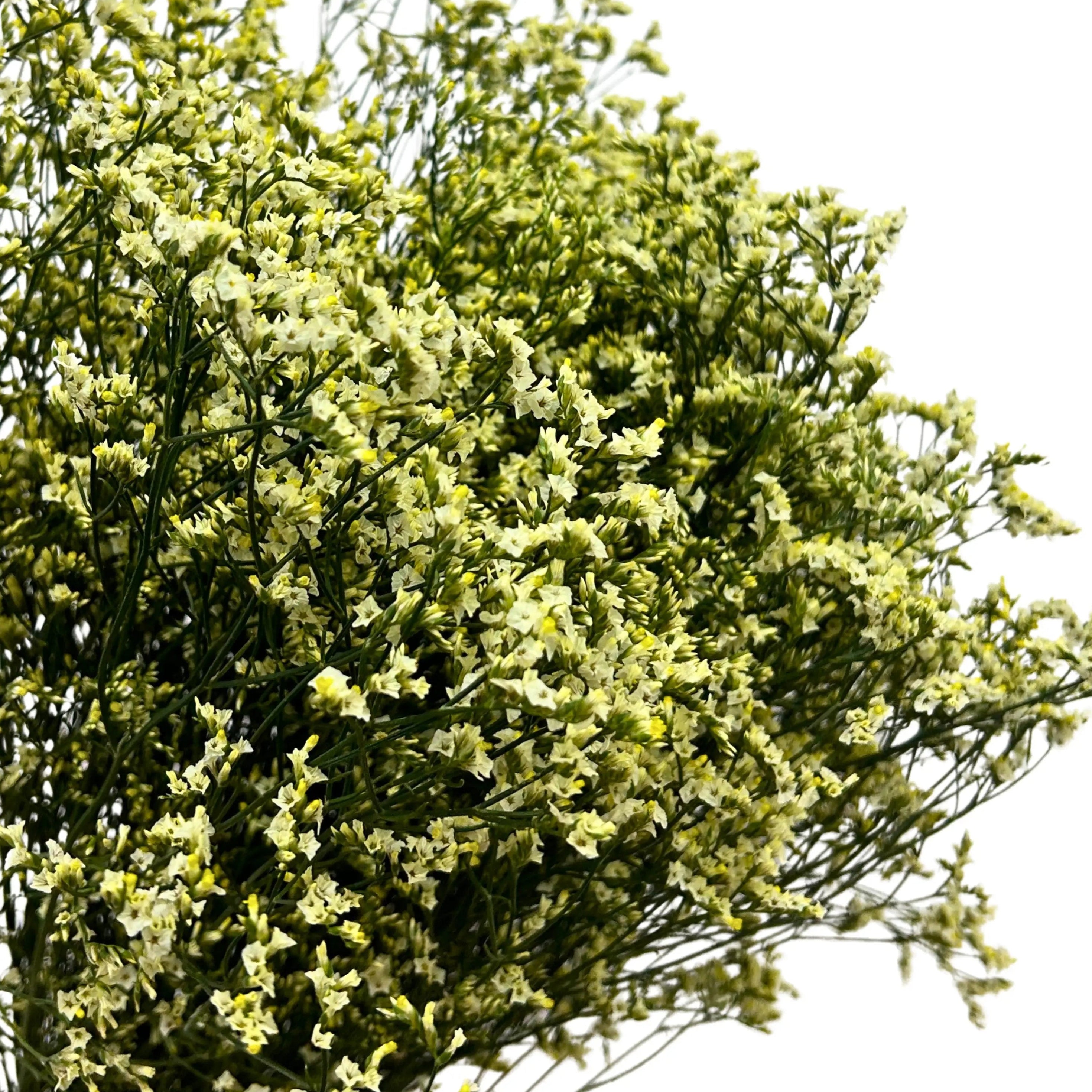 Caspia Yellow Bunch