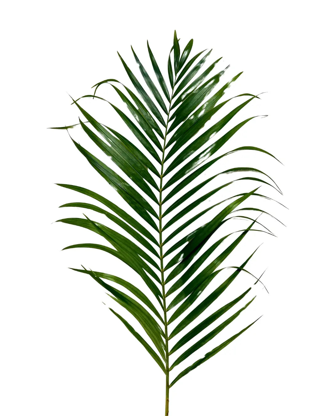 palm leaf