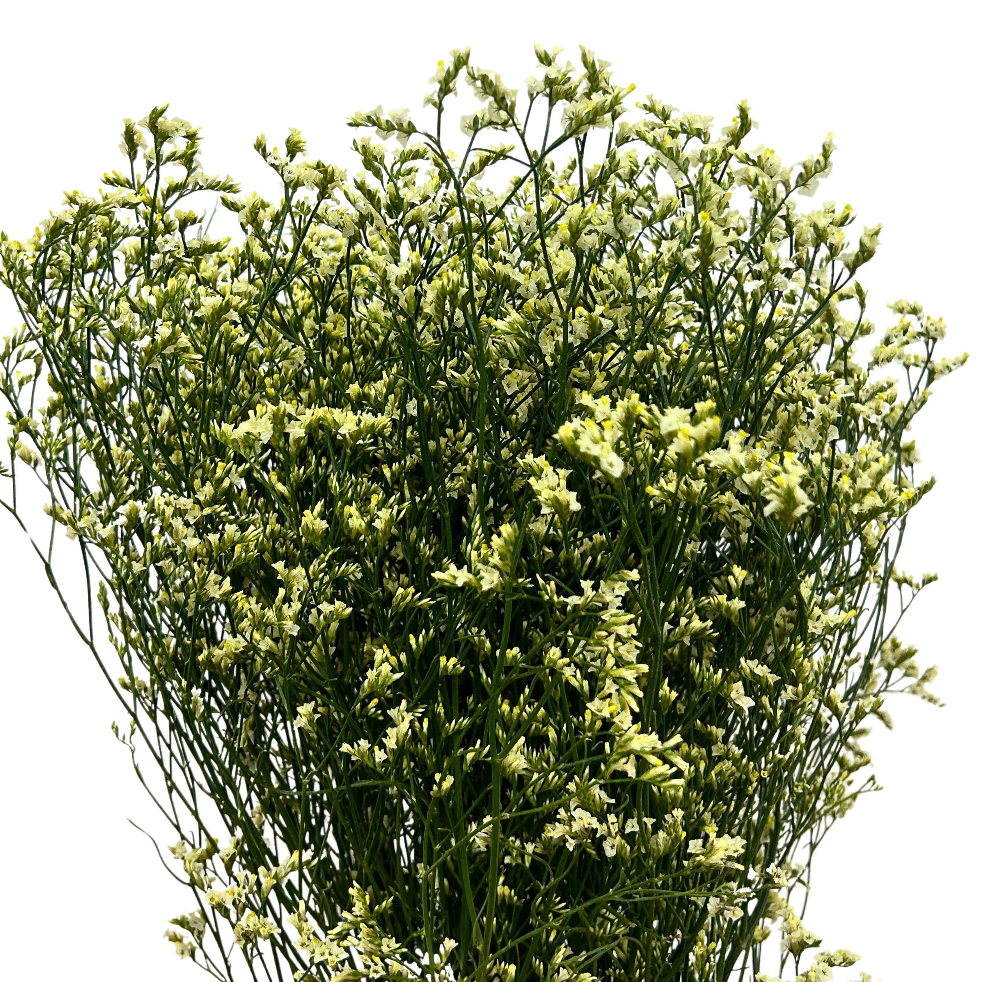 Caspia Yellow Bunch