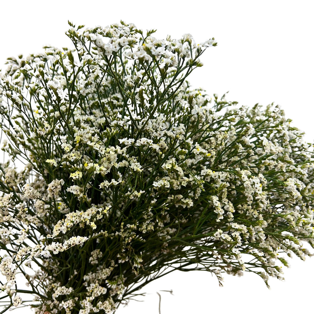 Caspia White Bunch