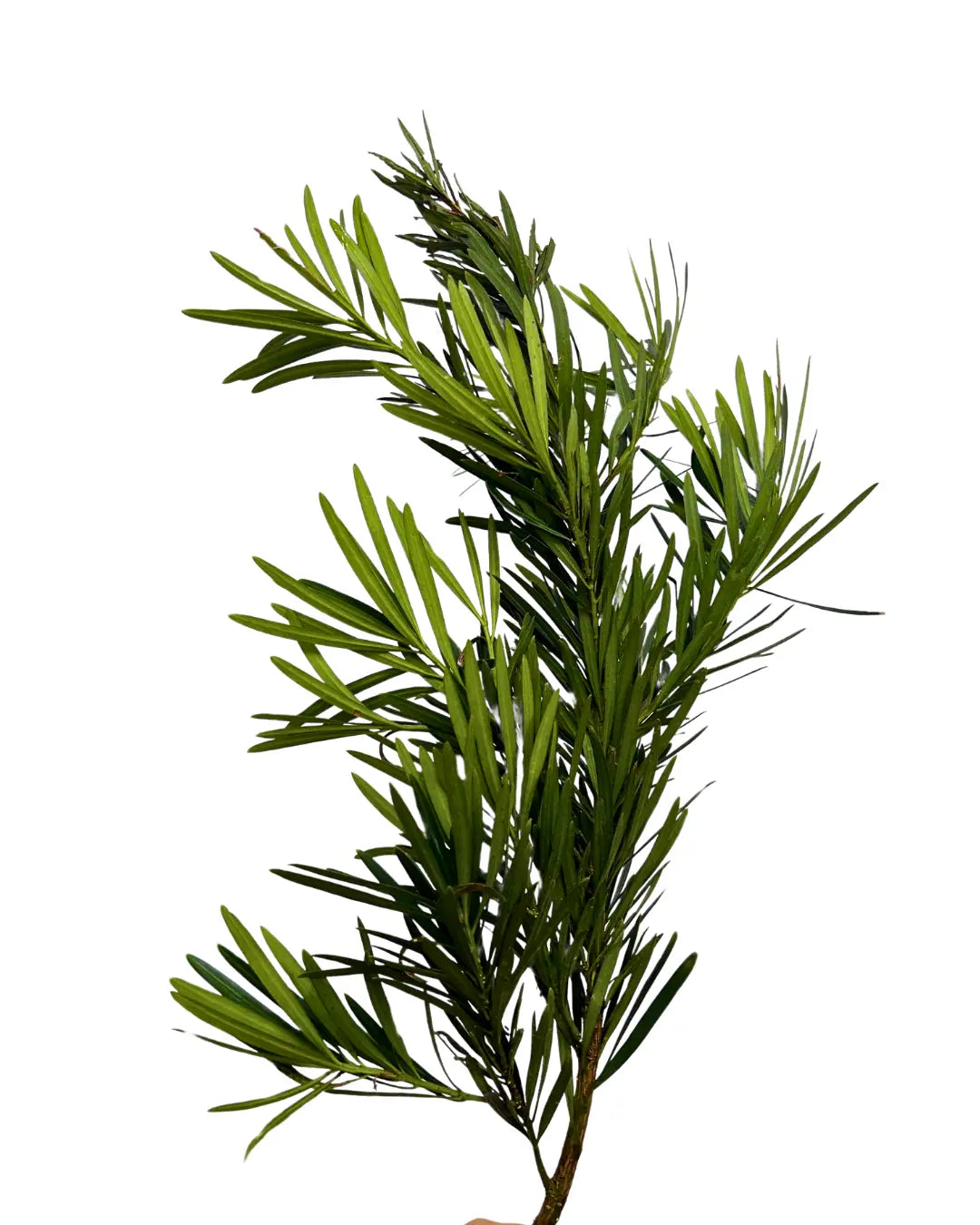 carnation leaf pod song leaf