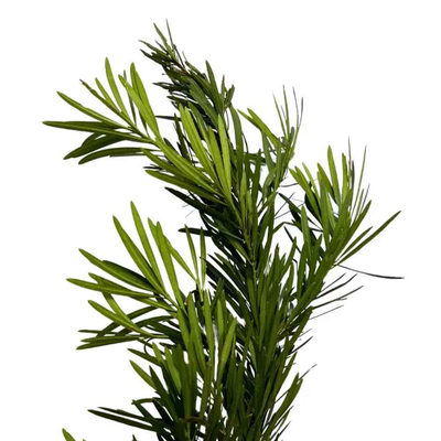 Carnation Leaf Pod Song Leaf