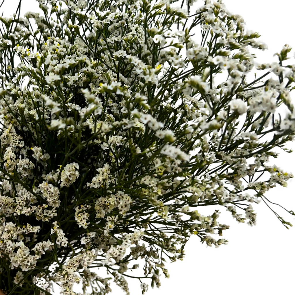 Caspia White Bunch