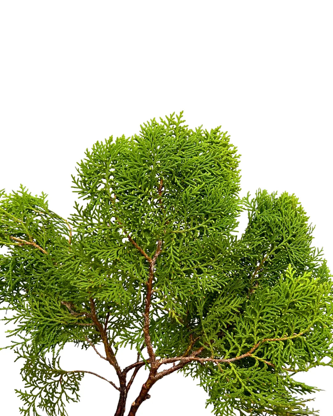 pak yip christmas leaf