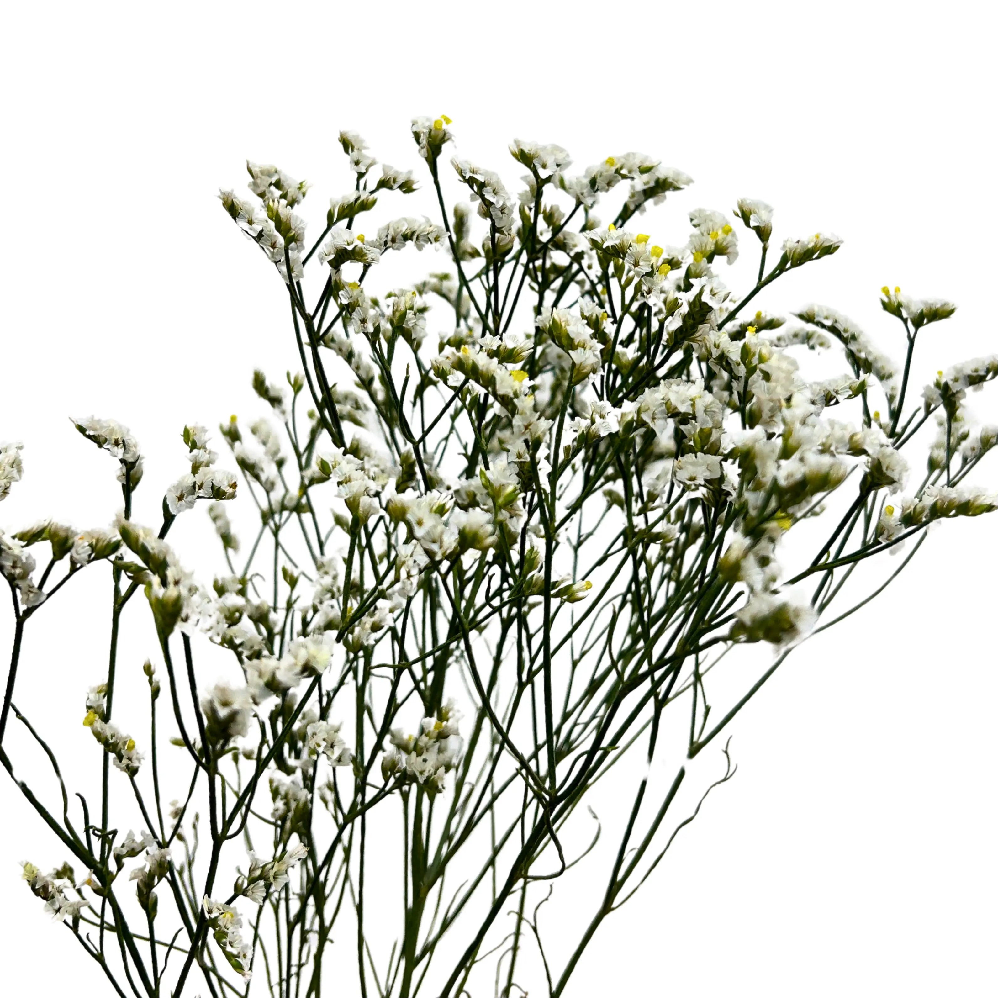 Caspia White Bunch