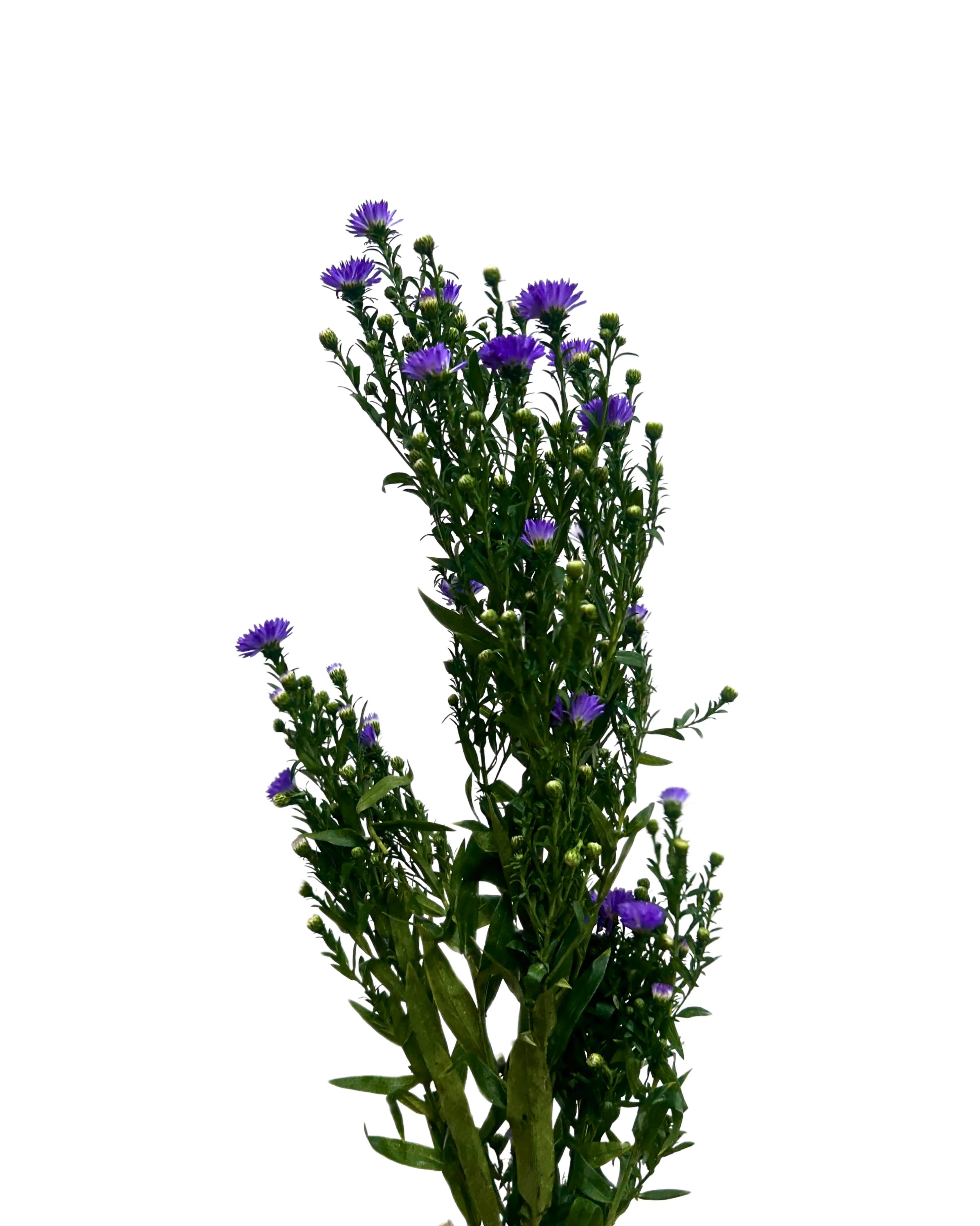 Peacock Light Purple Bunch