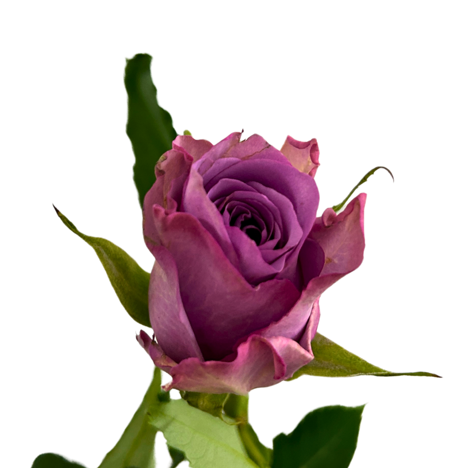 Buy Rose Roselle Online Malaysia – Fresh Cut Flowers
