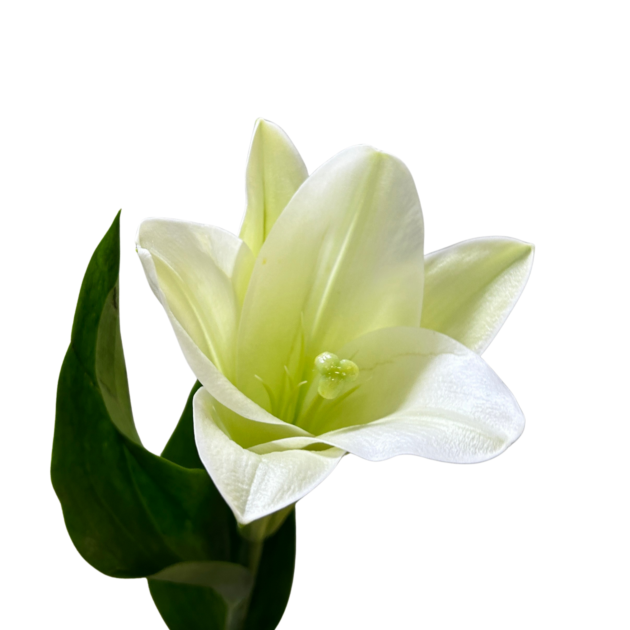 Buy Madonna Lily White (1) Online Malaysia – Fresh Cut Flowers