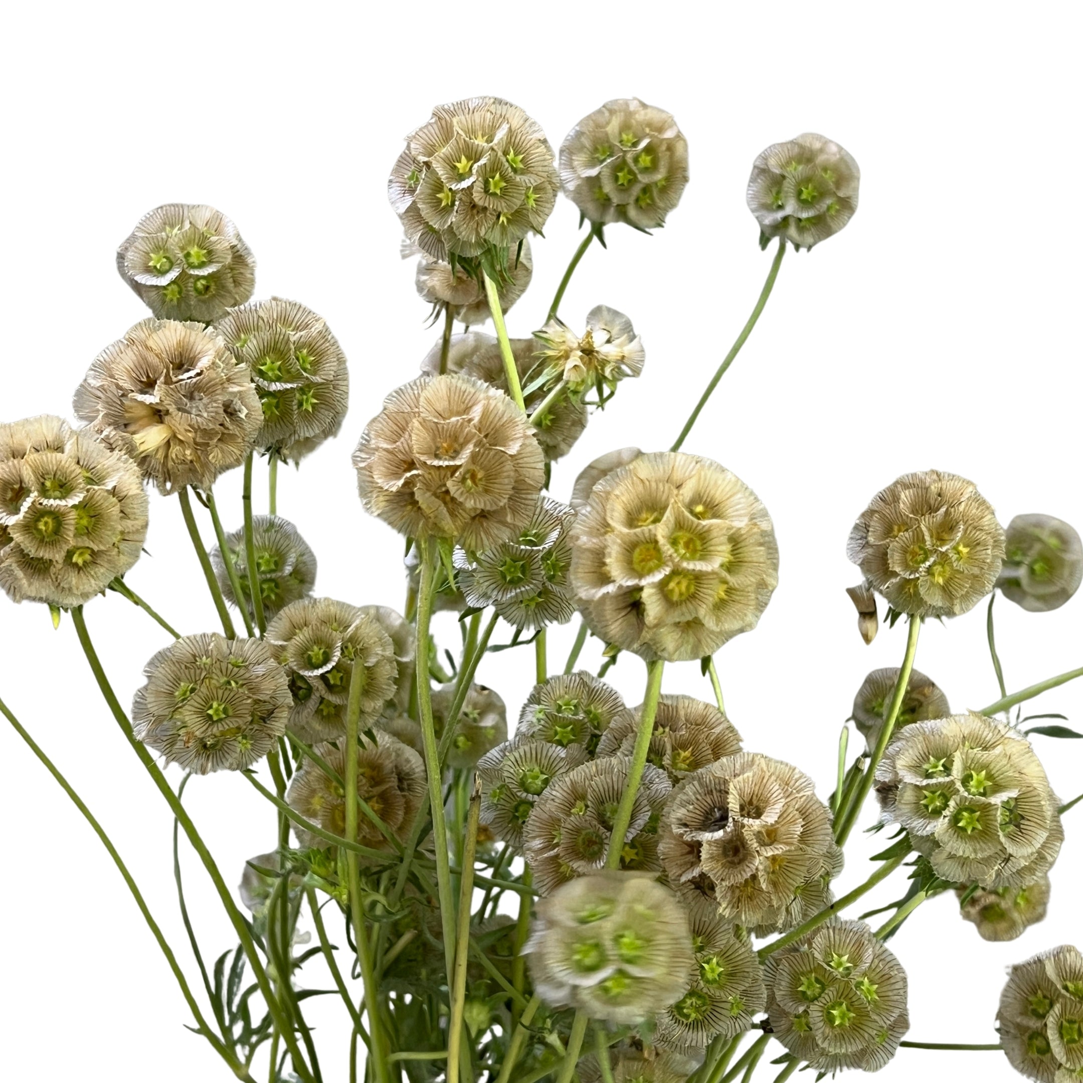 Scabiosa Pod - Century Flower