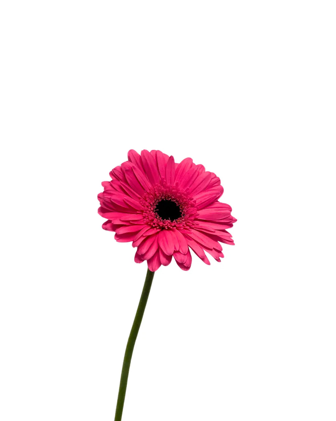 gerbera shocking pink