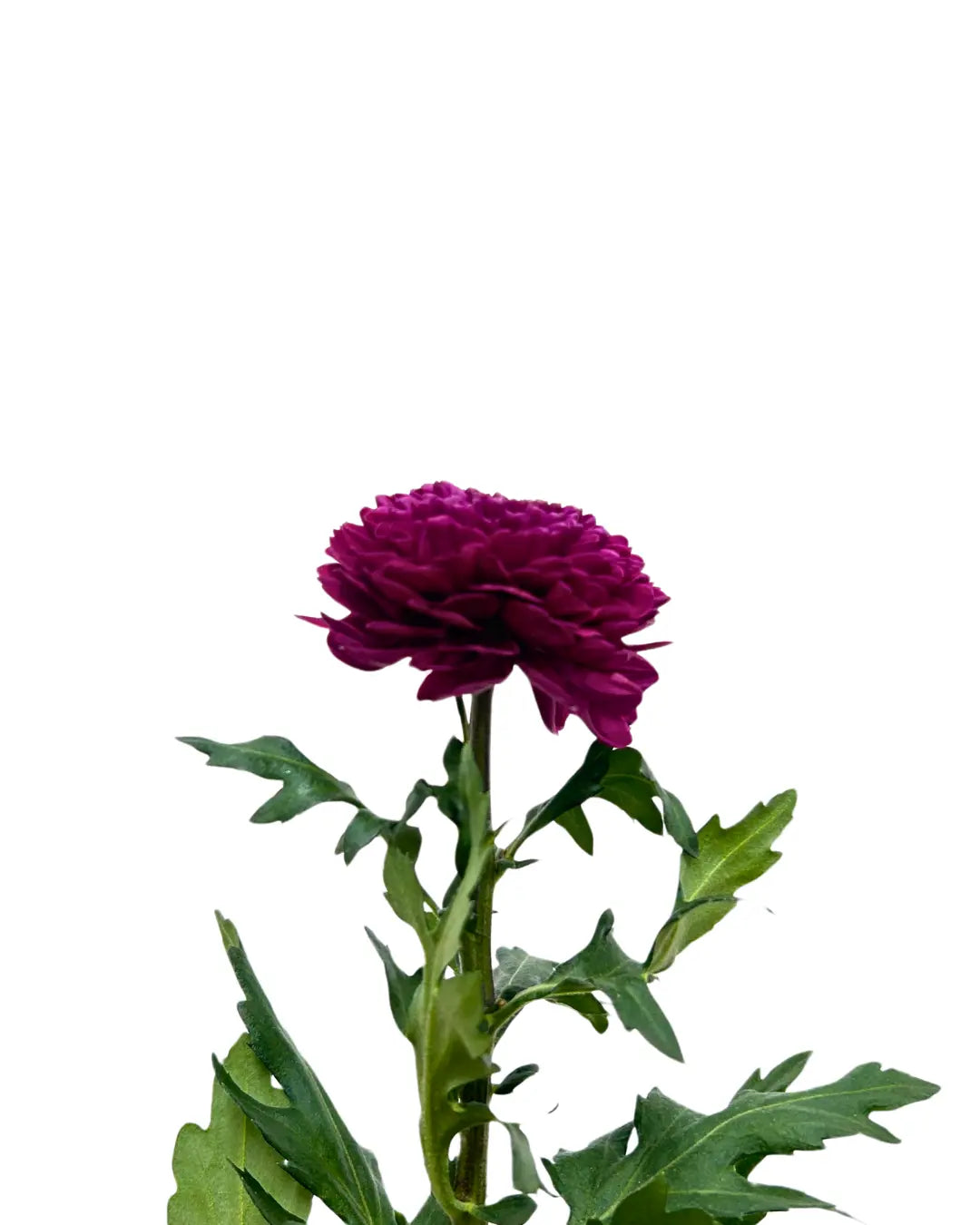 chrysanthemum ping pong purple