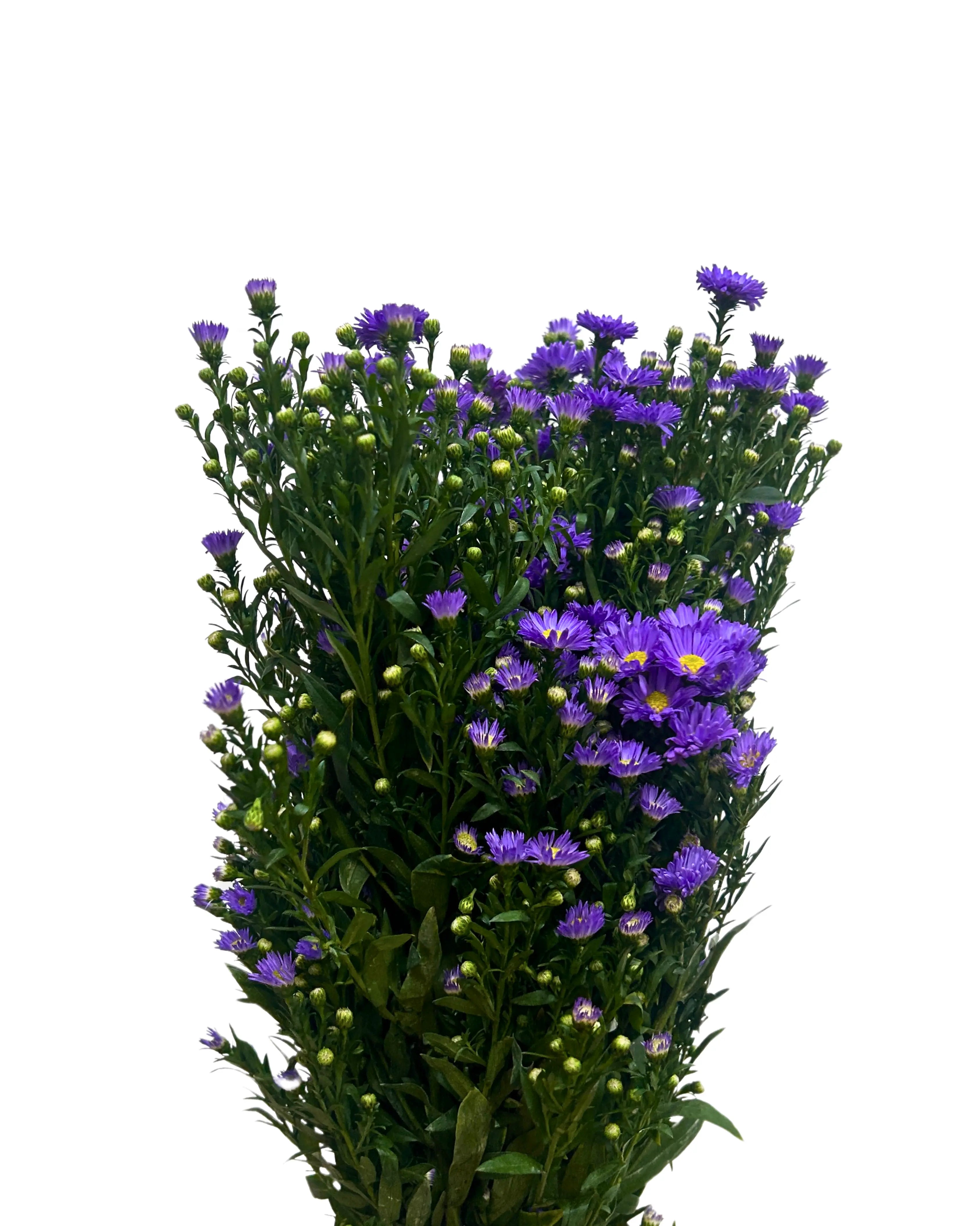 Peacock Light Purple Bunch