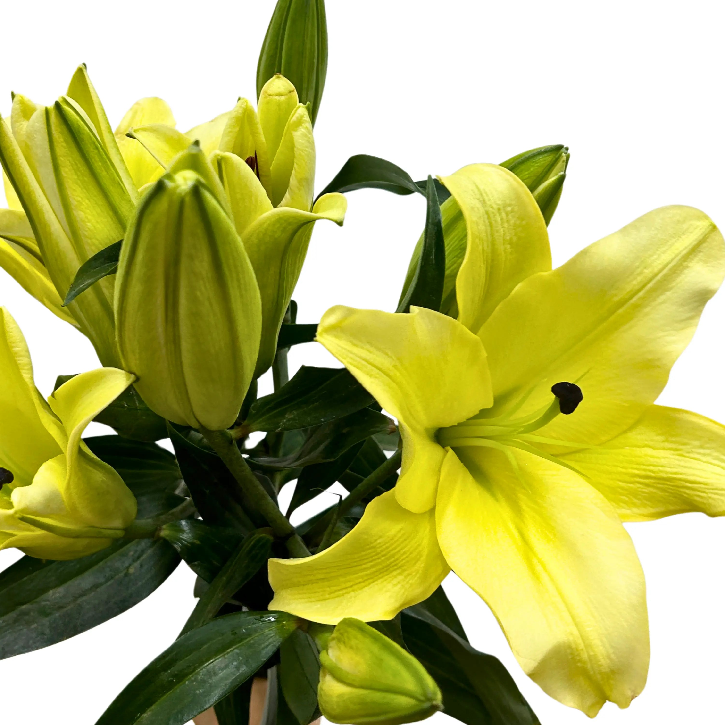 Lily Manissa (3) 5 Stems