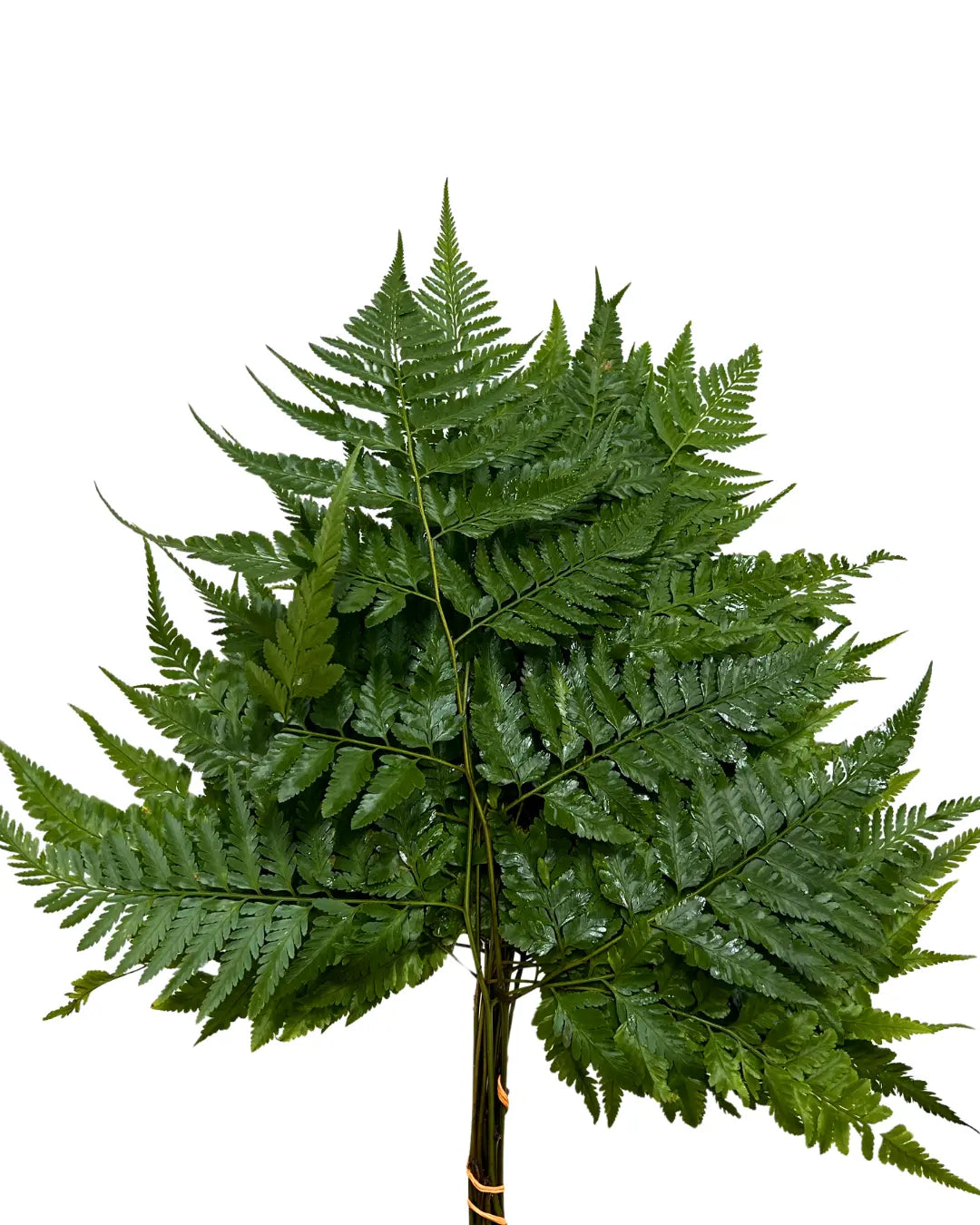 paku leaf