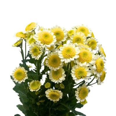 Chrysanthemum Pom Pom Sun Up