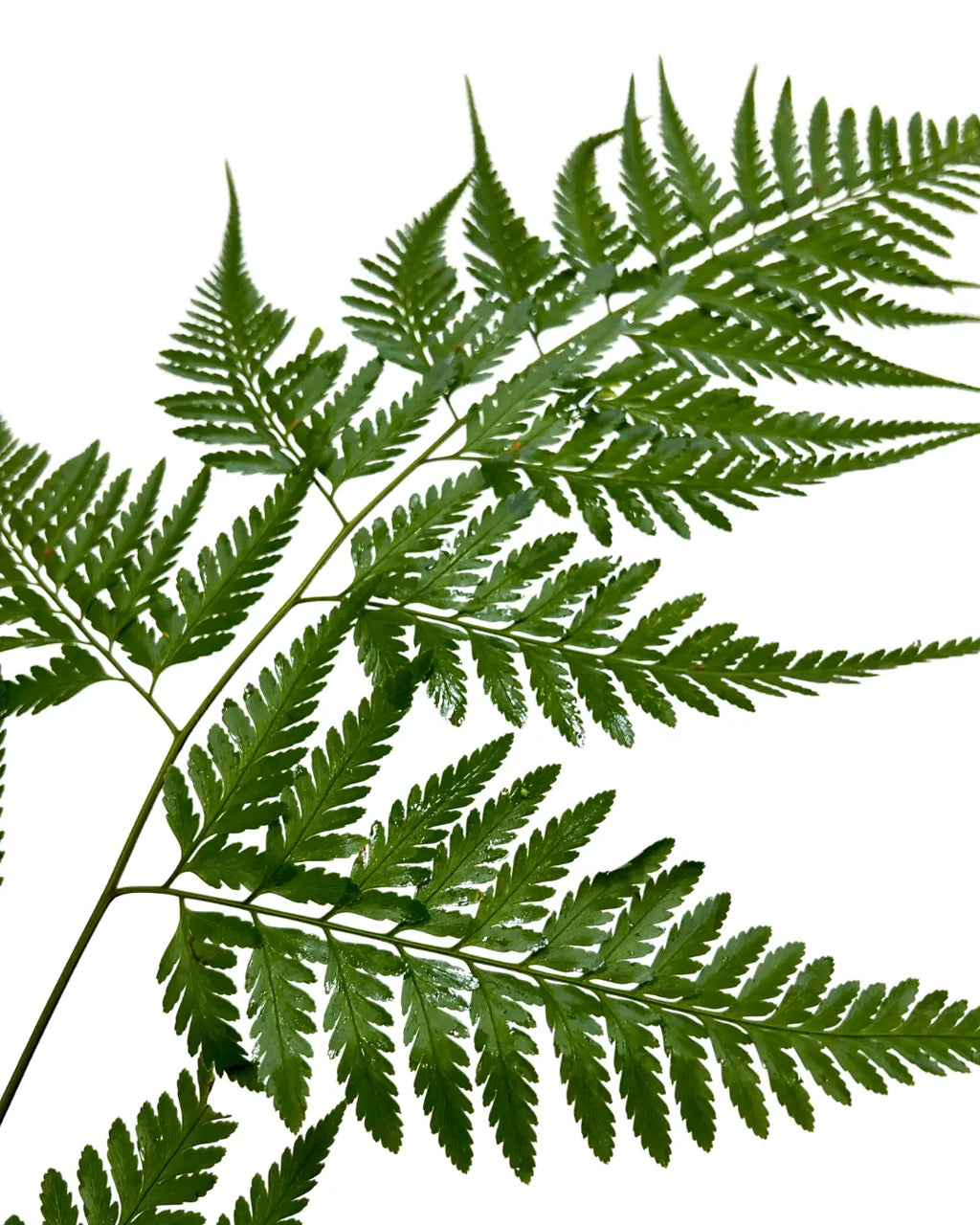 paku leaf