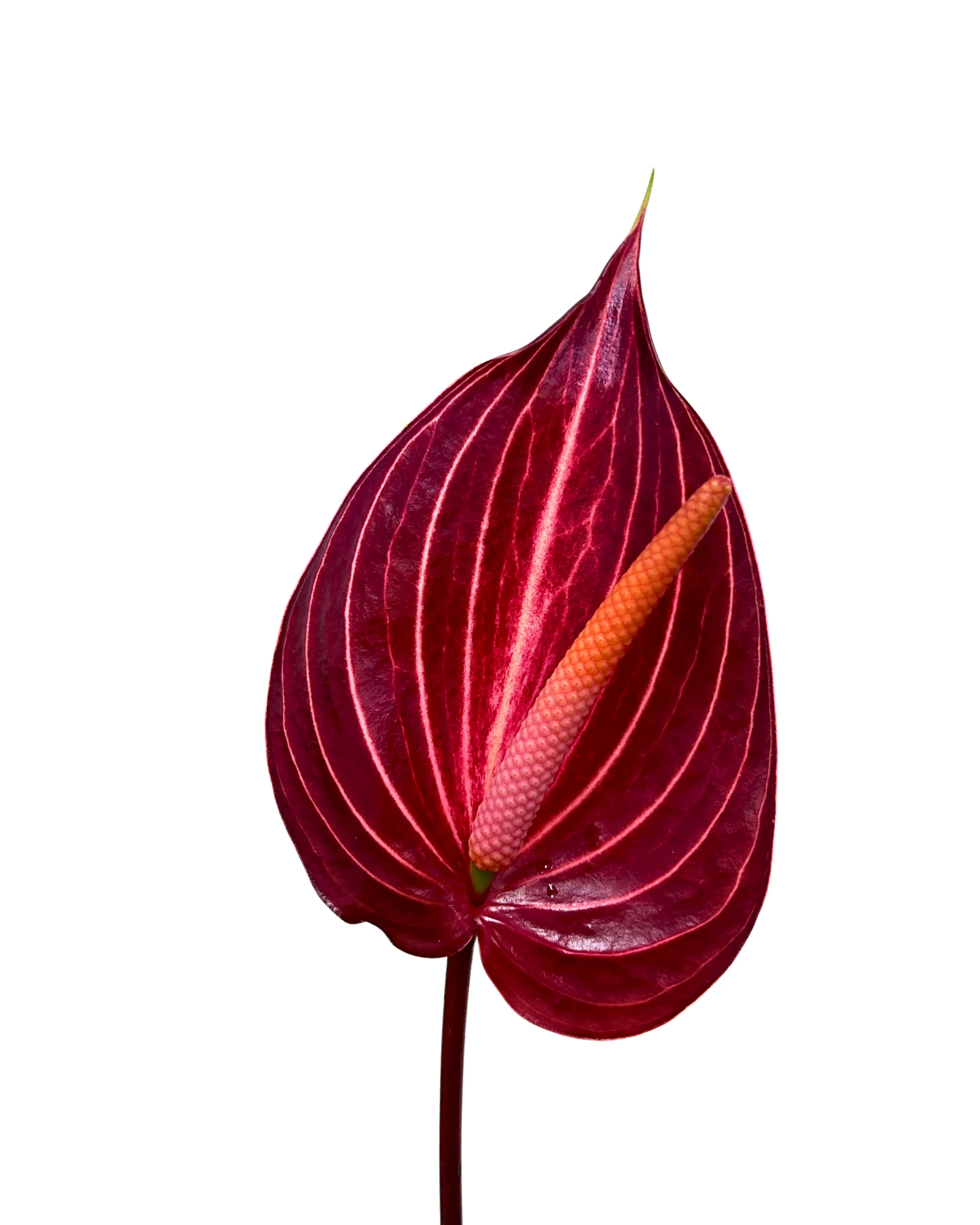 Anthurium Safari Stem