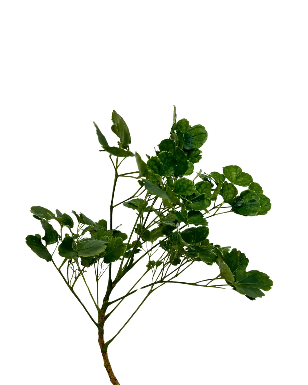tea leaf