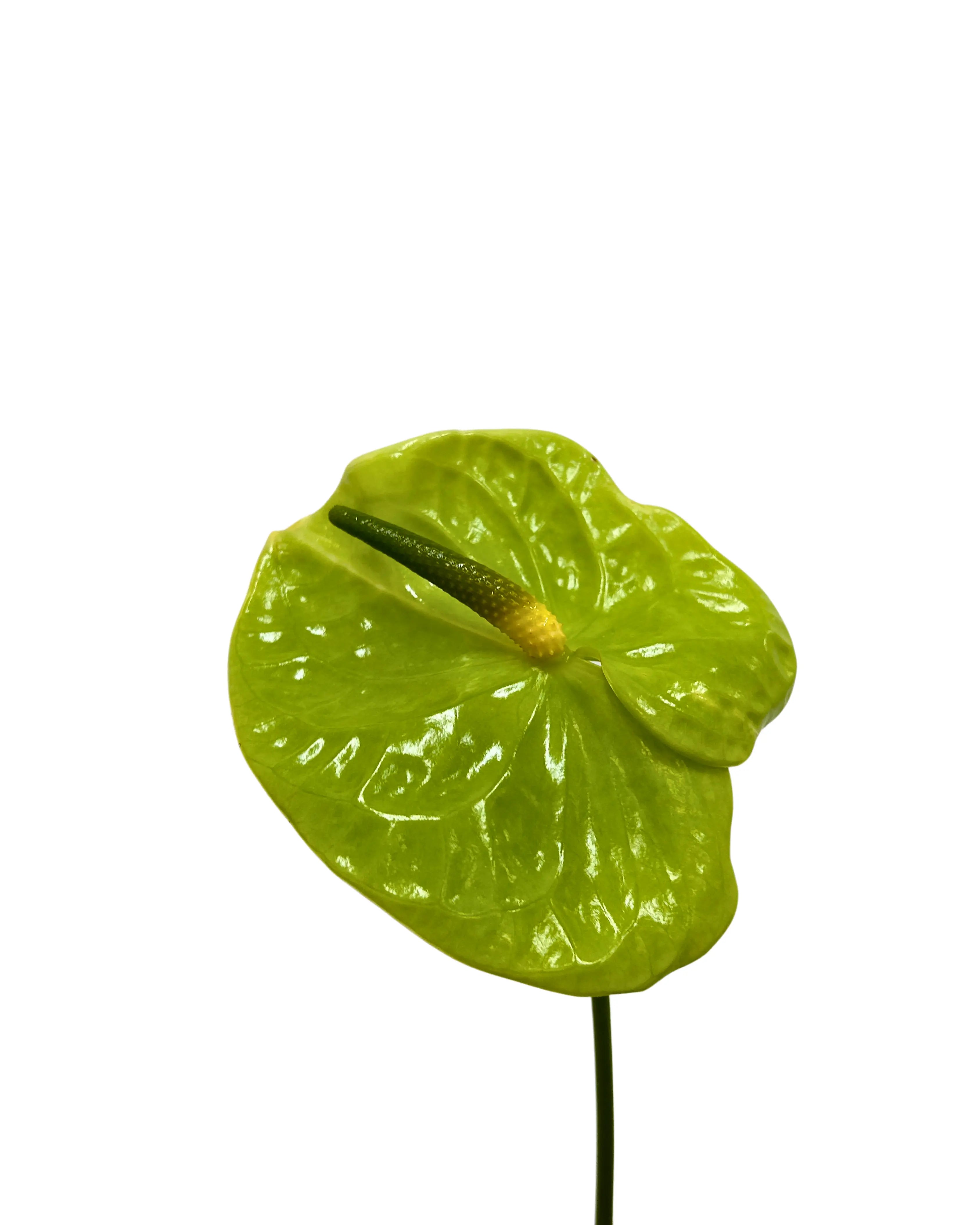 Anthurium Green Stem