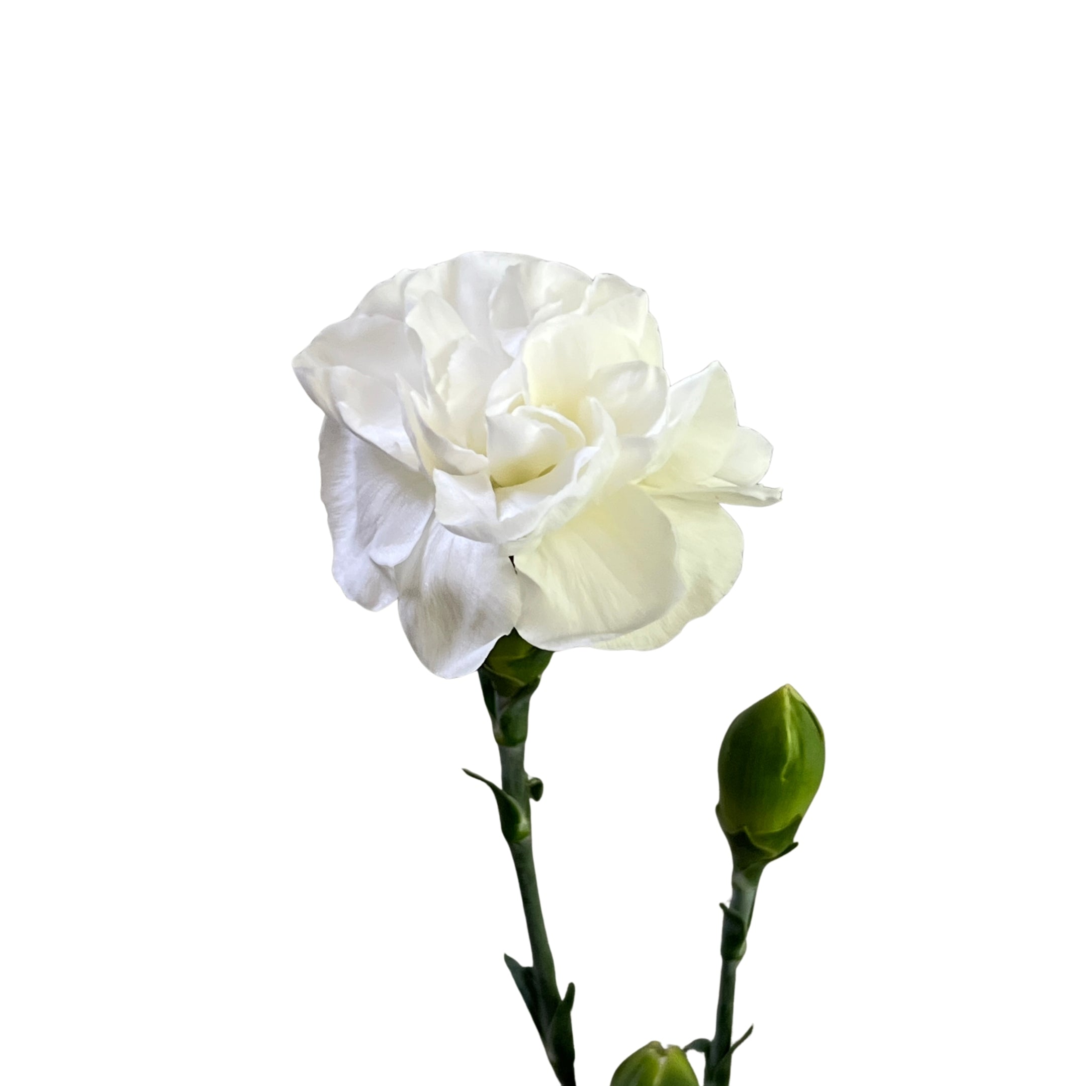 Carnation Spray White - Century Flower