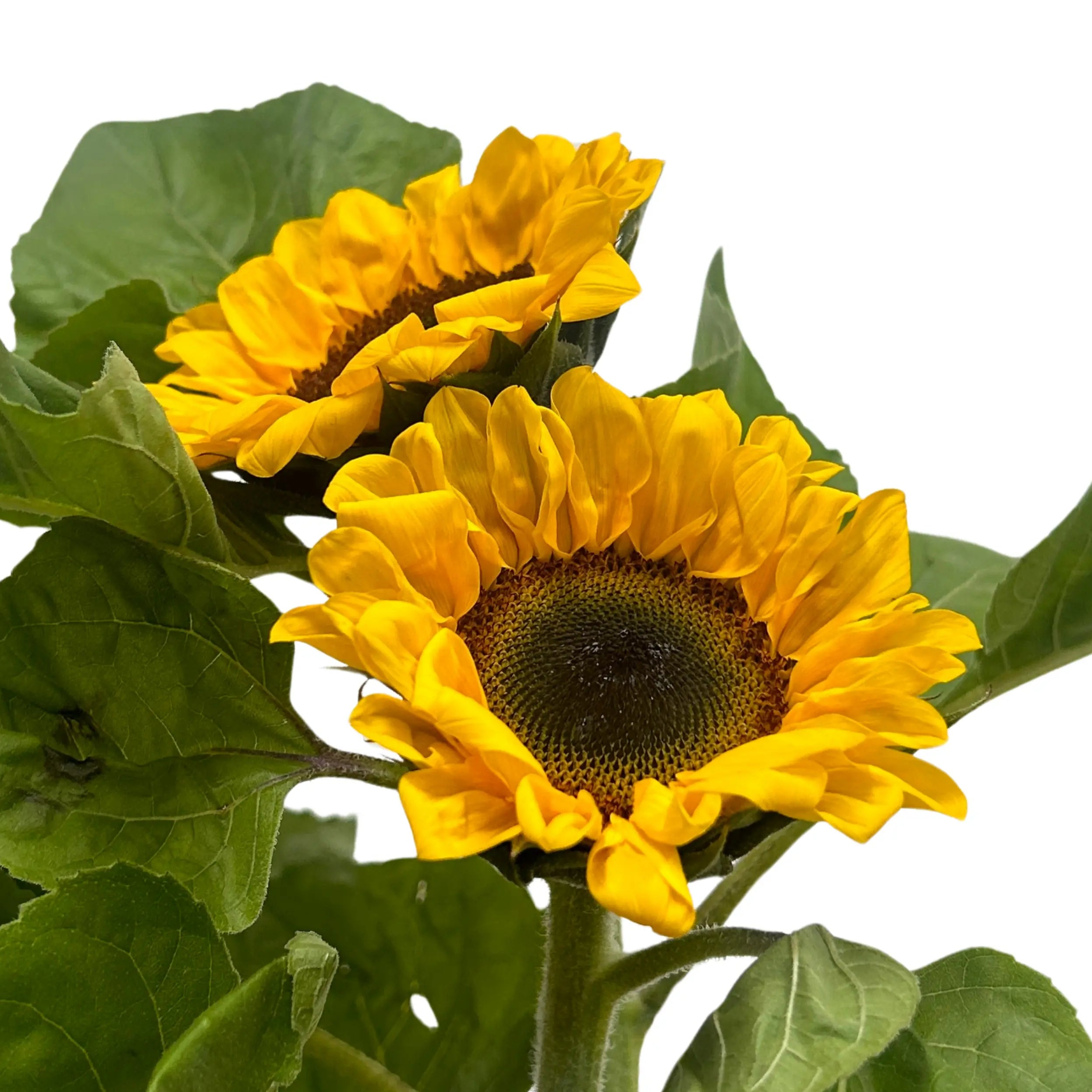 Sunflower 5 Stems