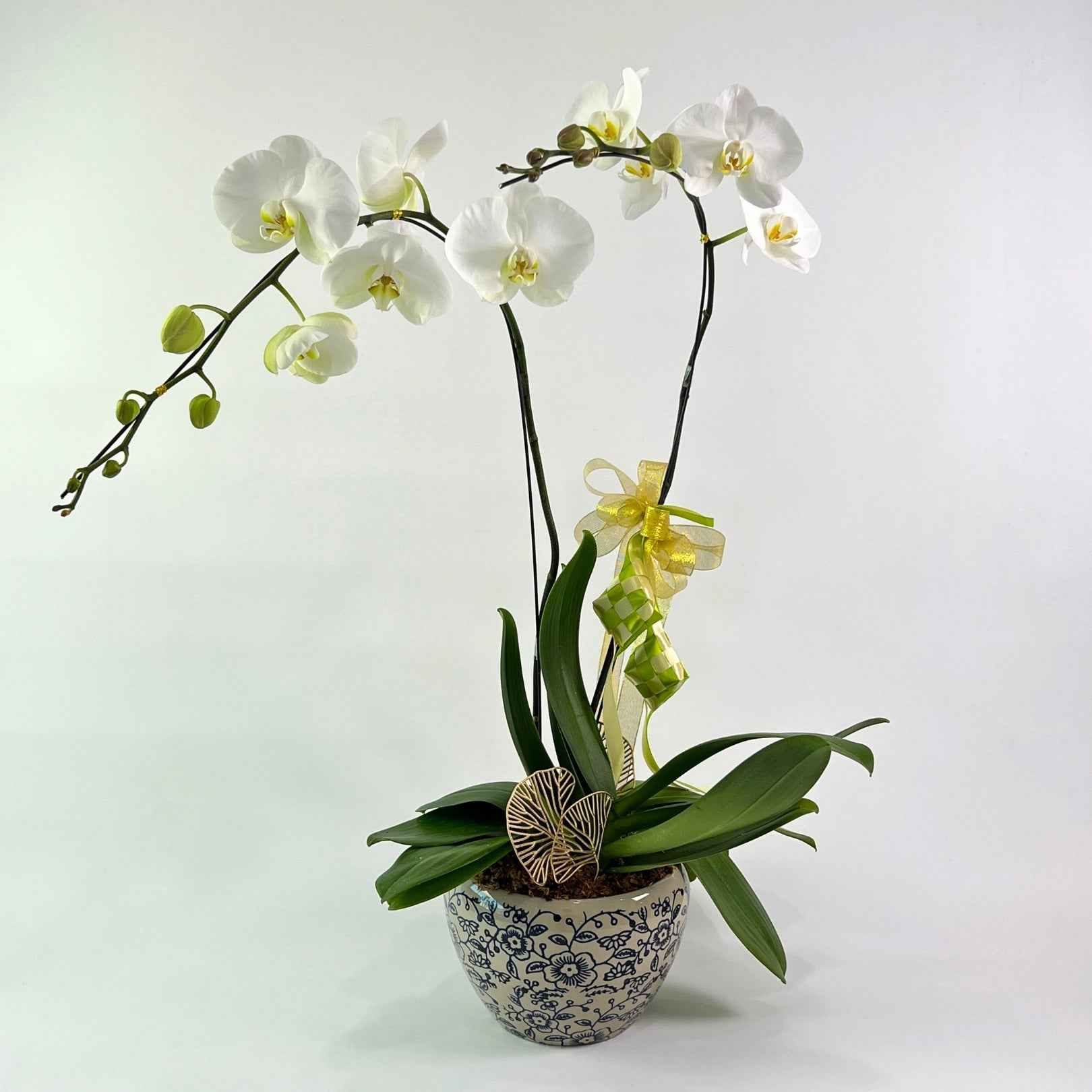 Murni White Phalaenopsis Orchid Pot