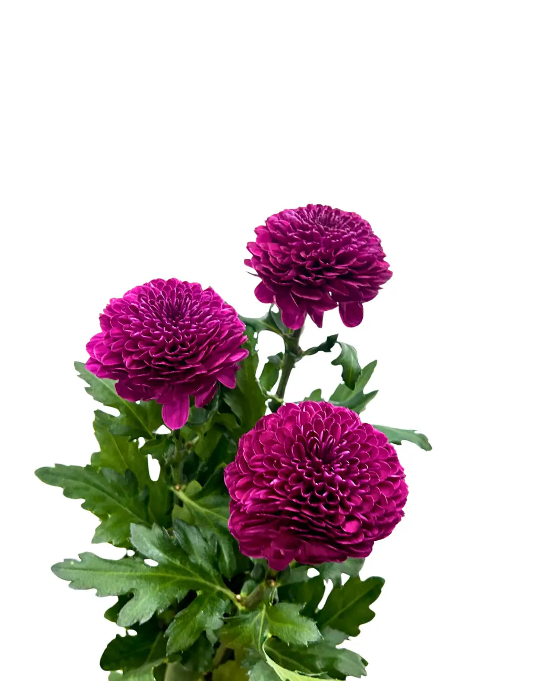 chrysanthemum ping pong purple