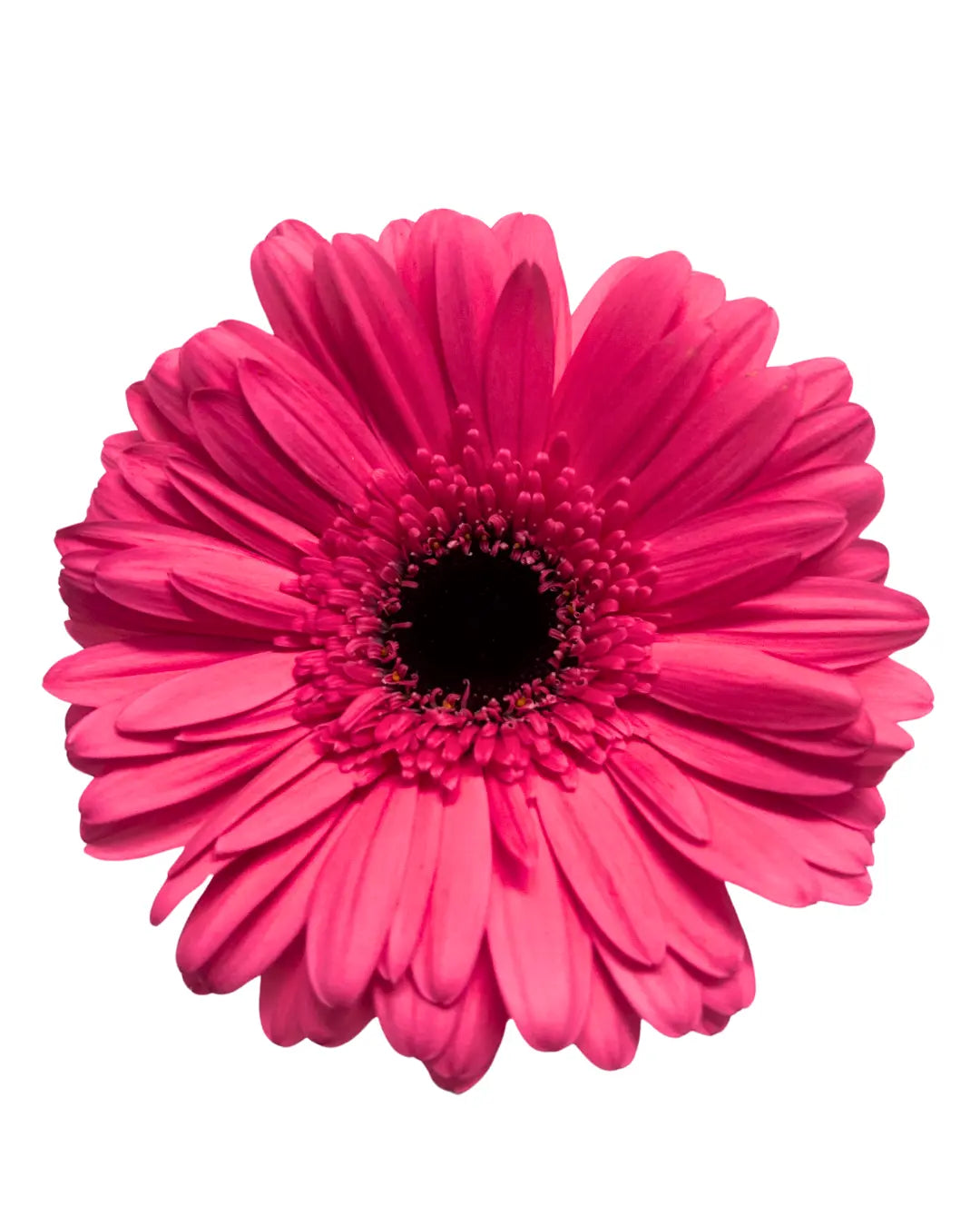 gerbera shocking pink