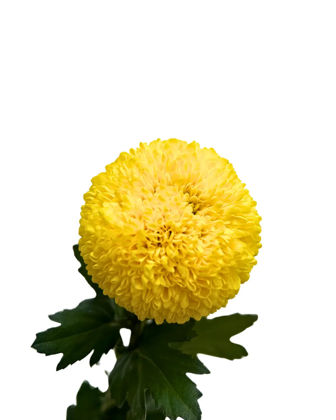 chrysanthemum ping pong yellow