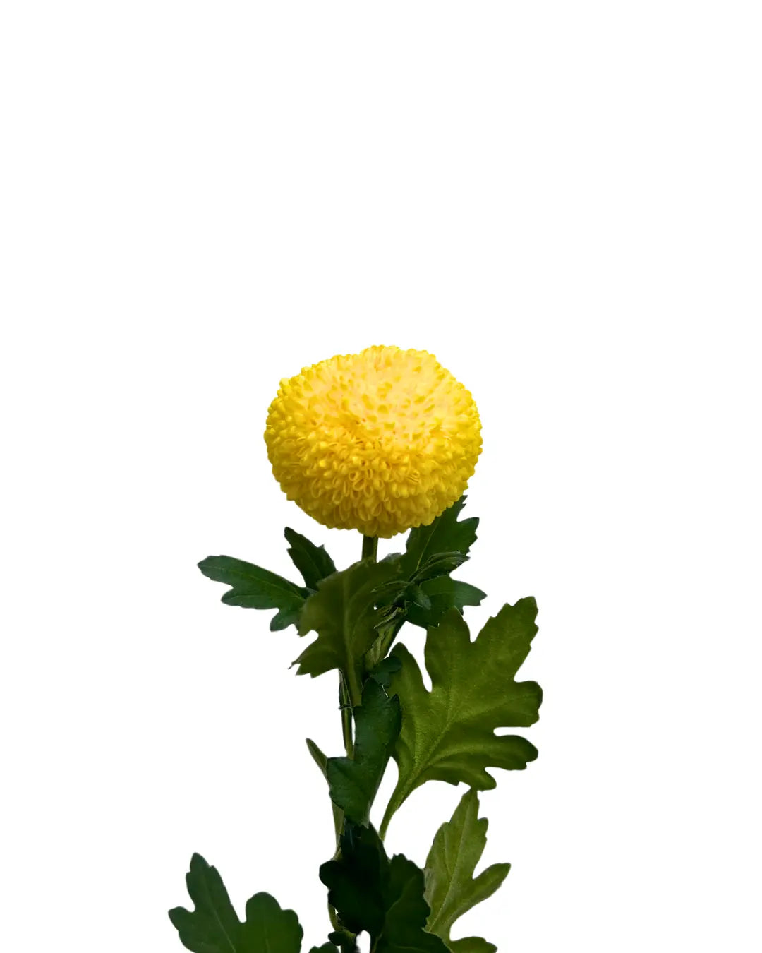 chrysanthemum ping pong yellow