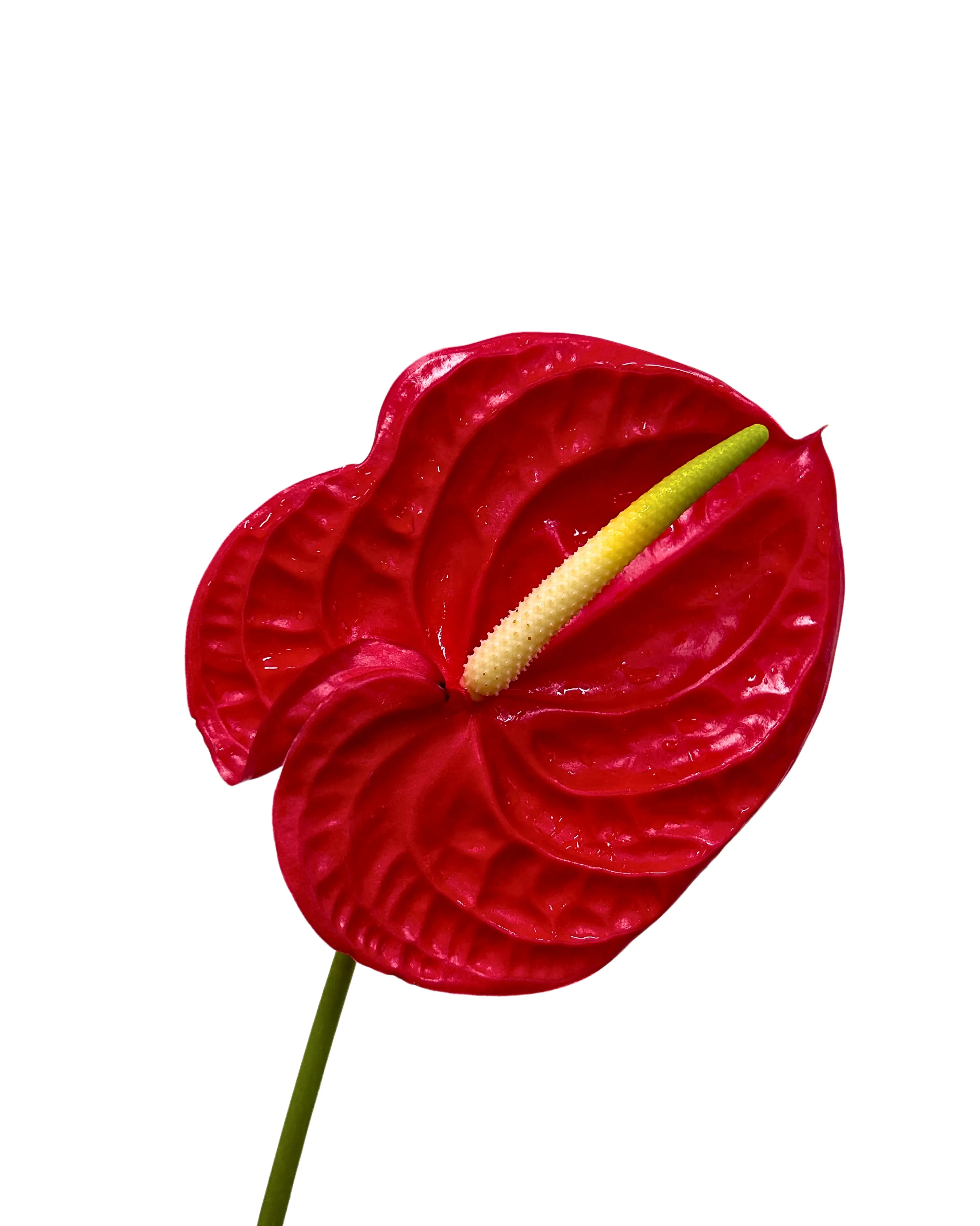 Anthurium Red Stem